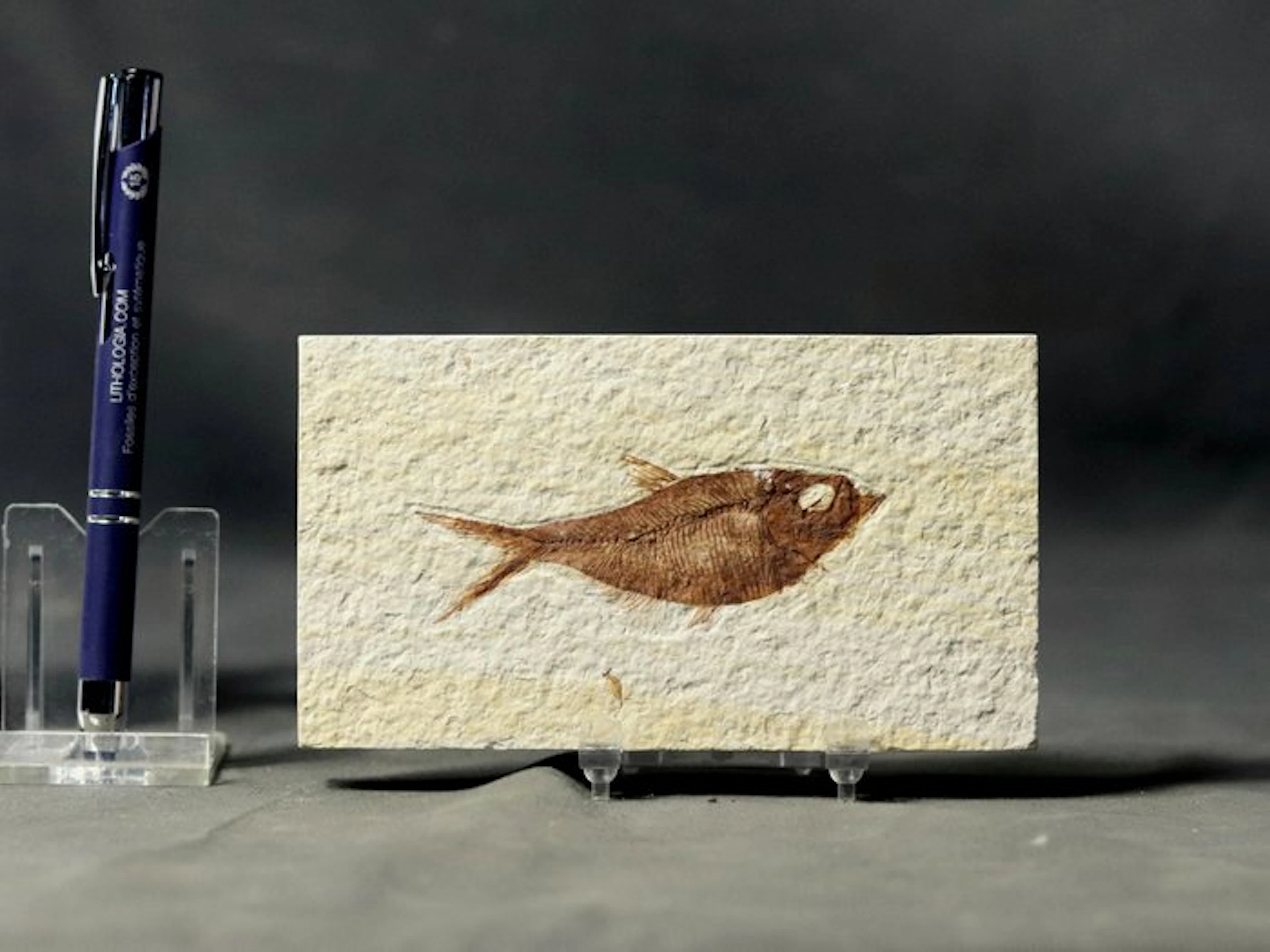 Outstanding Fossil fish - - Fossilised animal...
