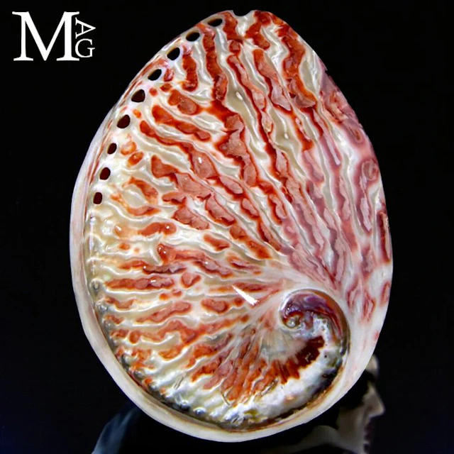 Mother of Pearl Shell - Haliotis midae – South African...