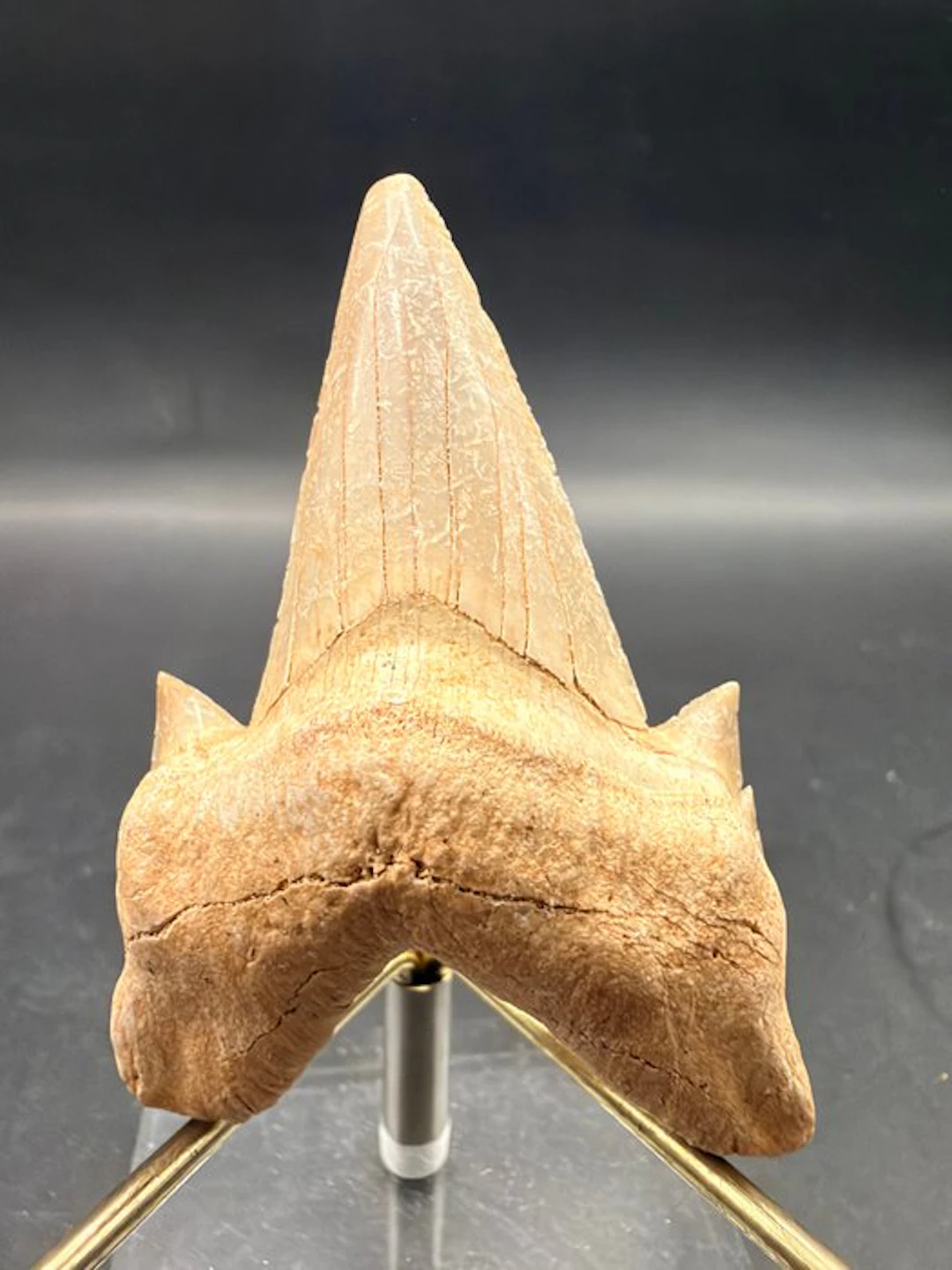 Shark - Fossil tooth - Otodus obliquus - 6.5 cm (No reserve price)