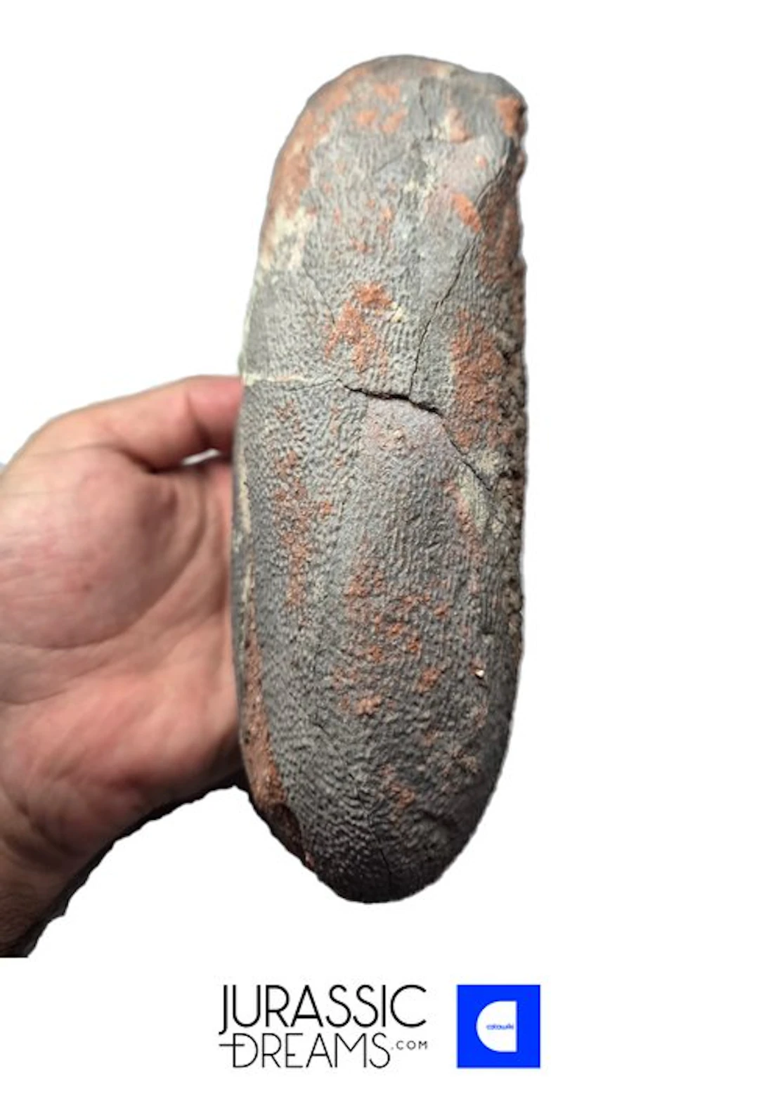 Museum Grade Huge OVIRAPTOR cf philoceratops Fossil Egg...