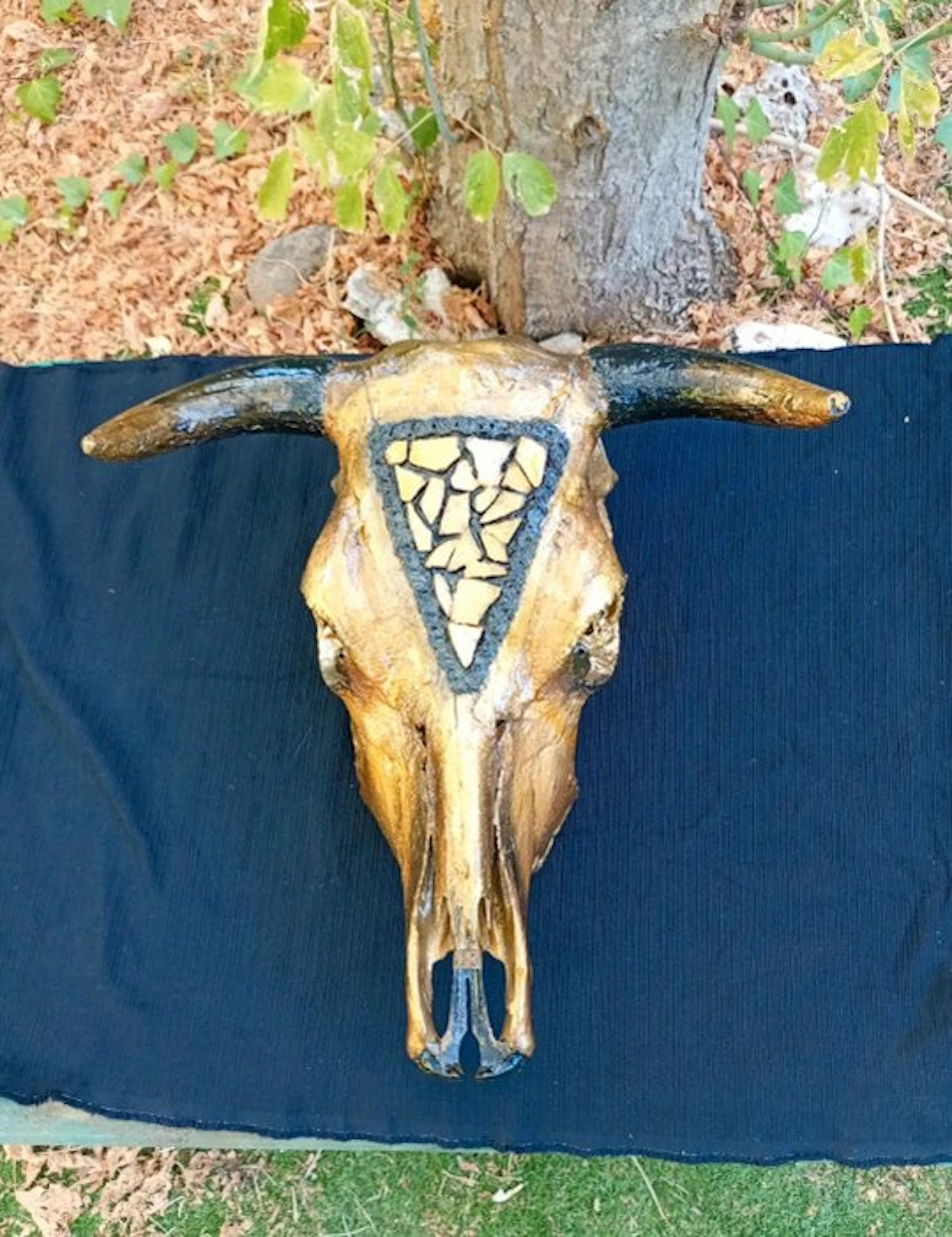 Cow Mammal skull - Bos taurus - 30 cm - 60 cm - 50 cm - (1)