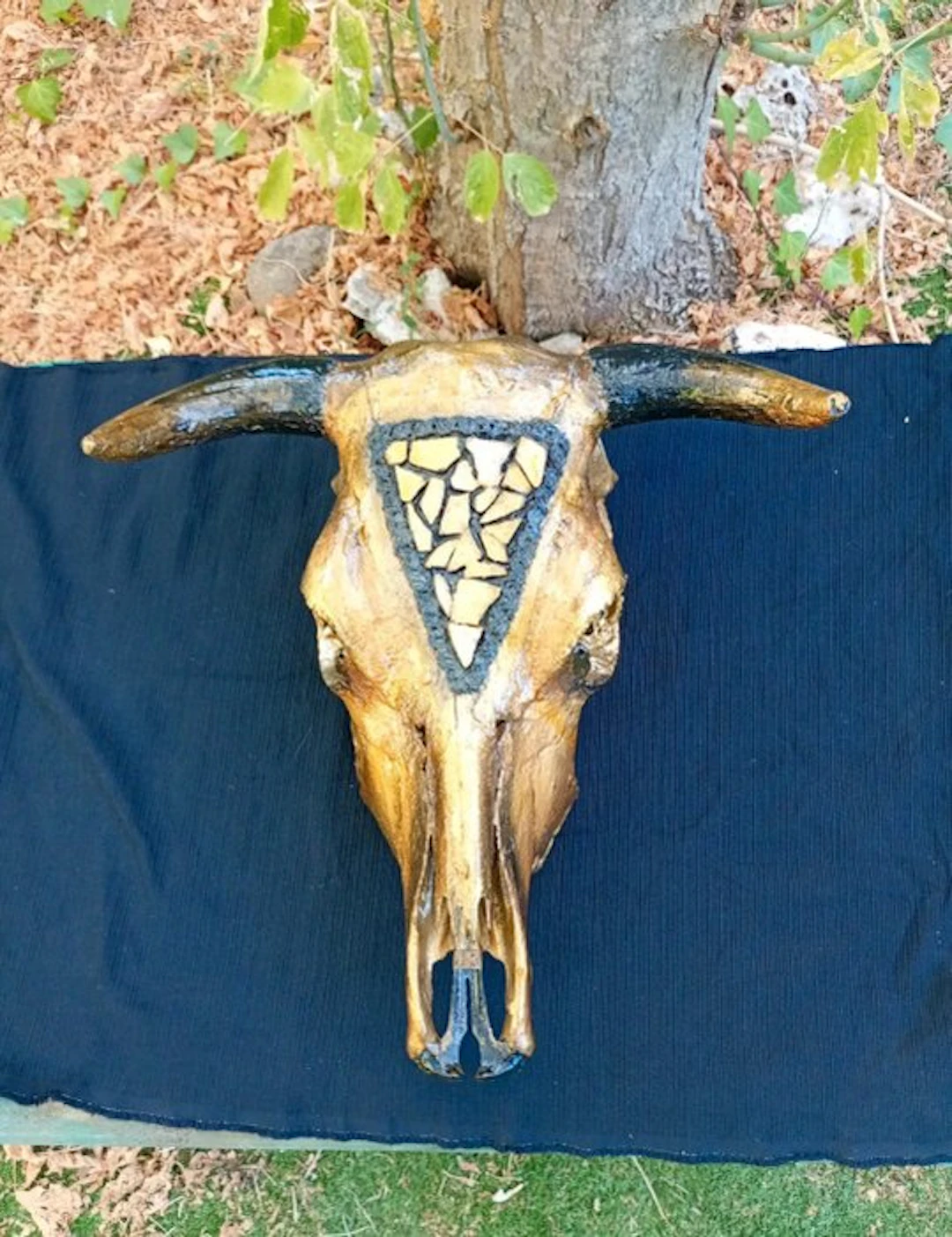 Cow Mammal skull - Bos taurus - 30 cm - 60 cm - 50 cm - (1)