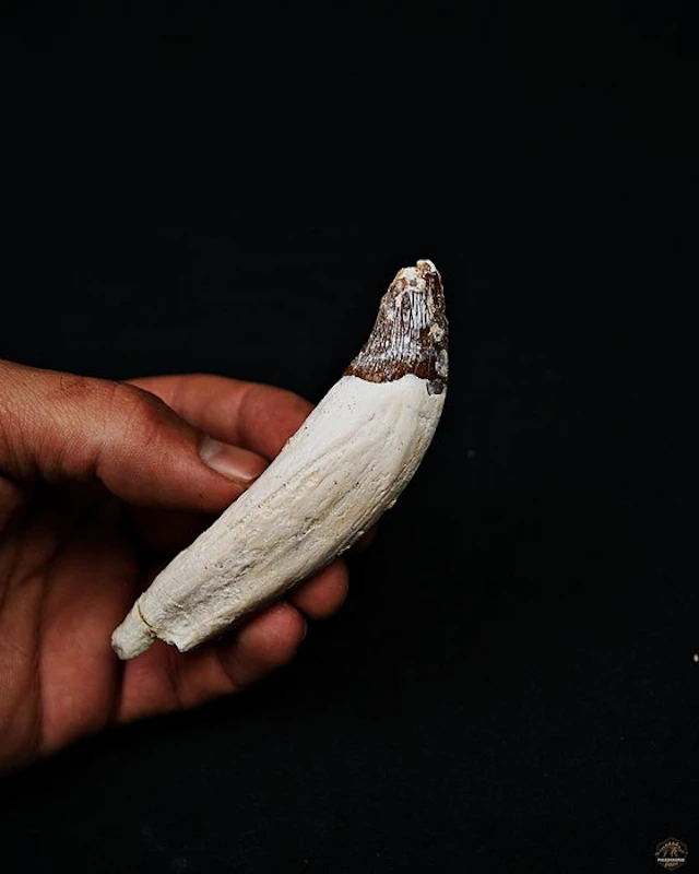 Basilosaurus (primitive whale) - Fossil molar - Colmillo de Basilosaurus
