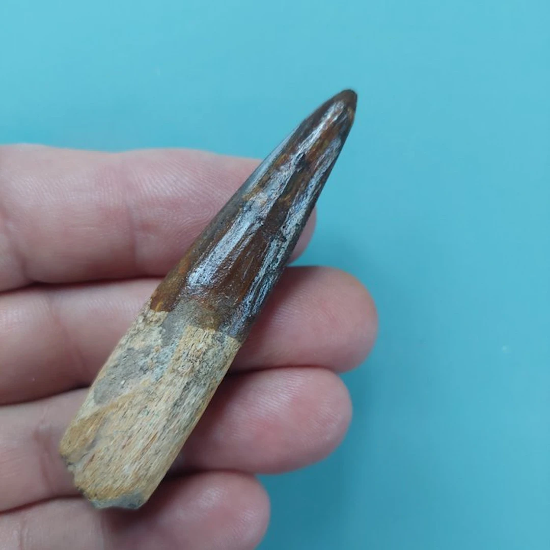 Spinosaur - Fossil tooth - 74 mm - 18 mm (No reserve price)