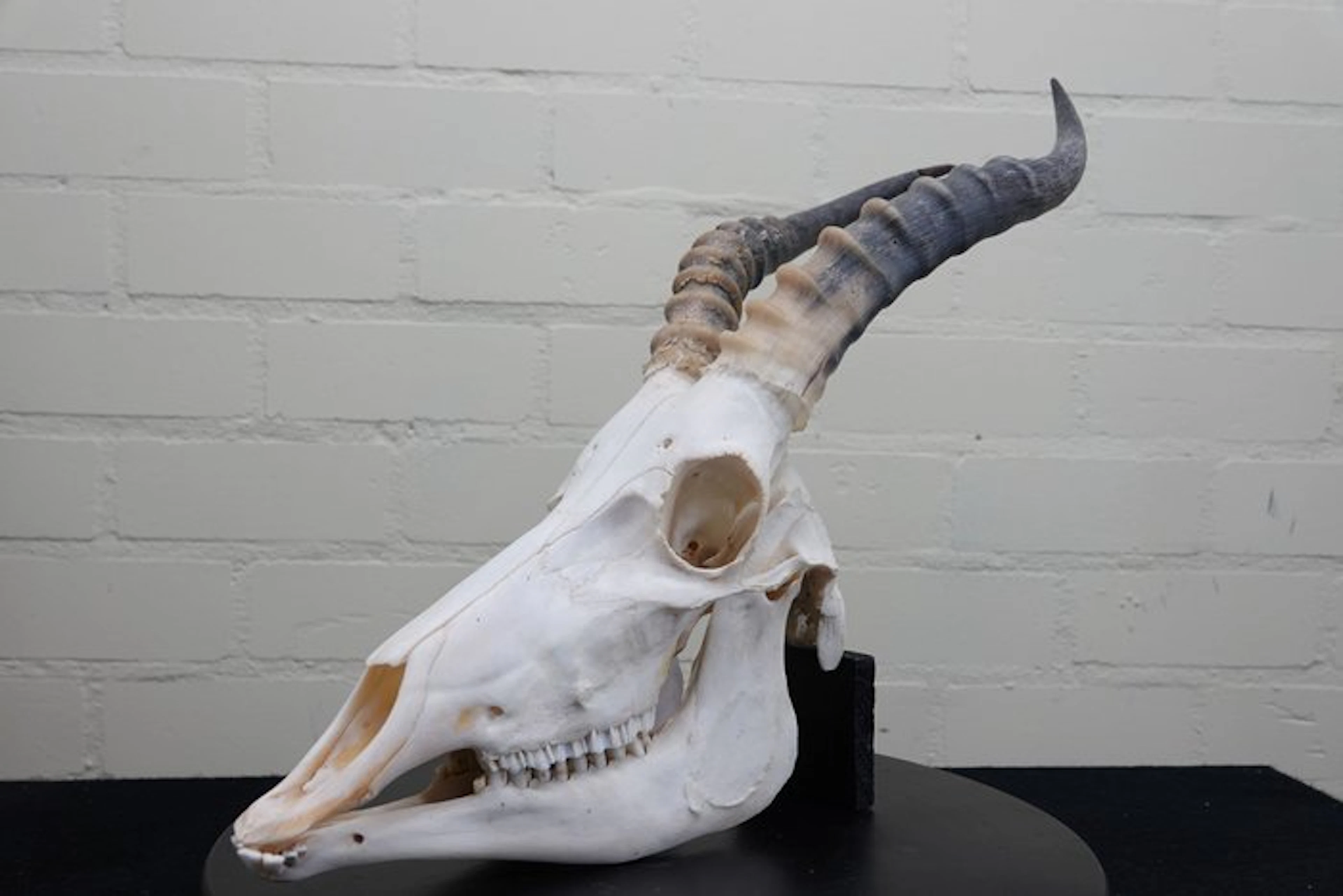 Blesbok Skull - Damaliscus pygargus phillipsi - 0 cm - 0...
