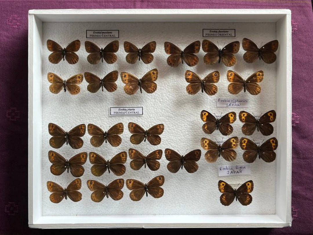 Butterfly Taxidermy full body mount - Erebia - 30 cm - 25 cm - 5 cm