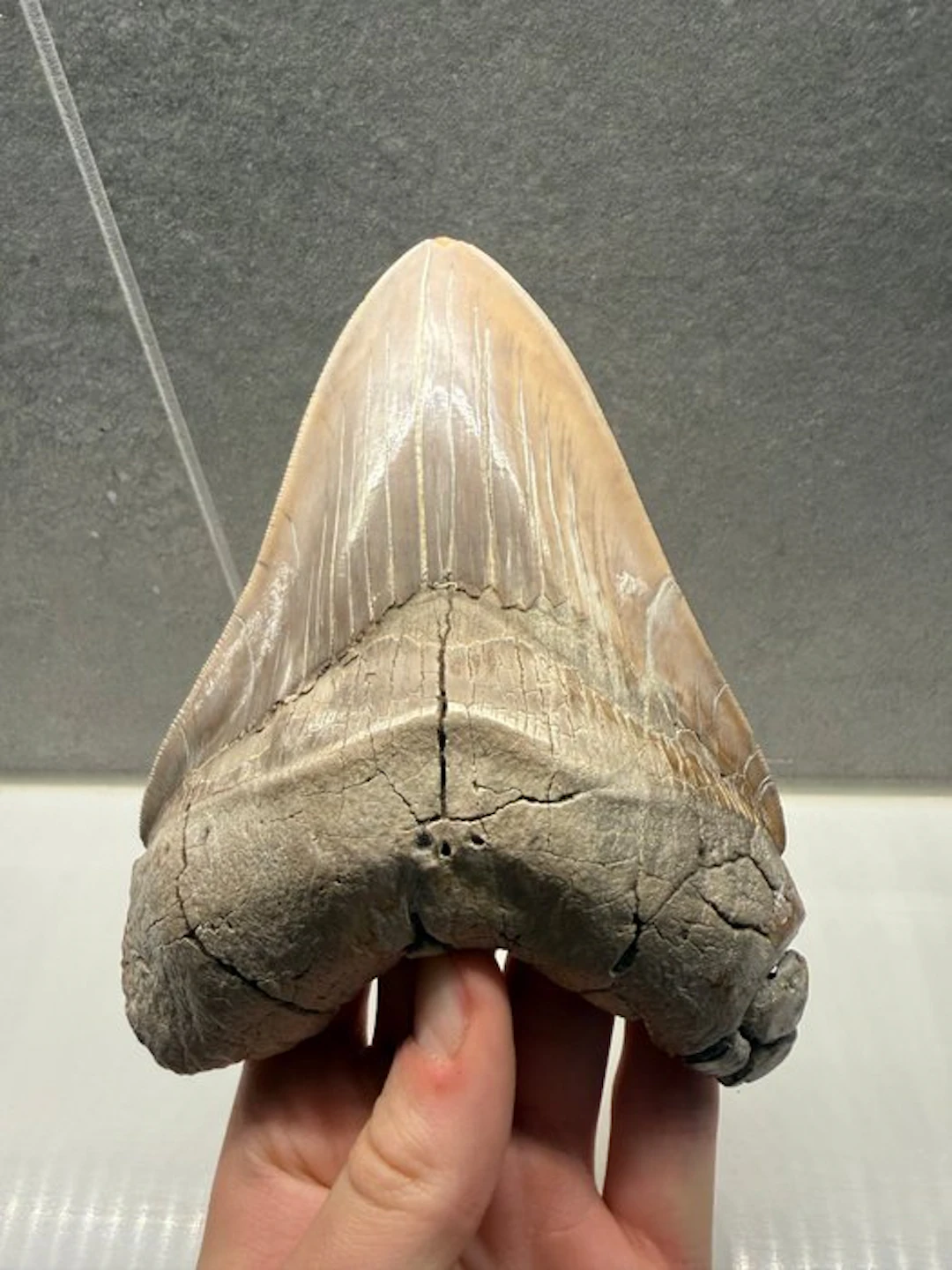 Peruvian Megalodon - Fossil tooth - Otodus megalodon - 15 cm - 11 cm