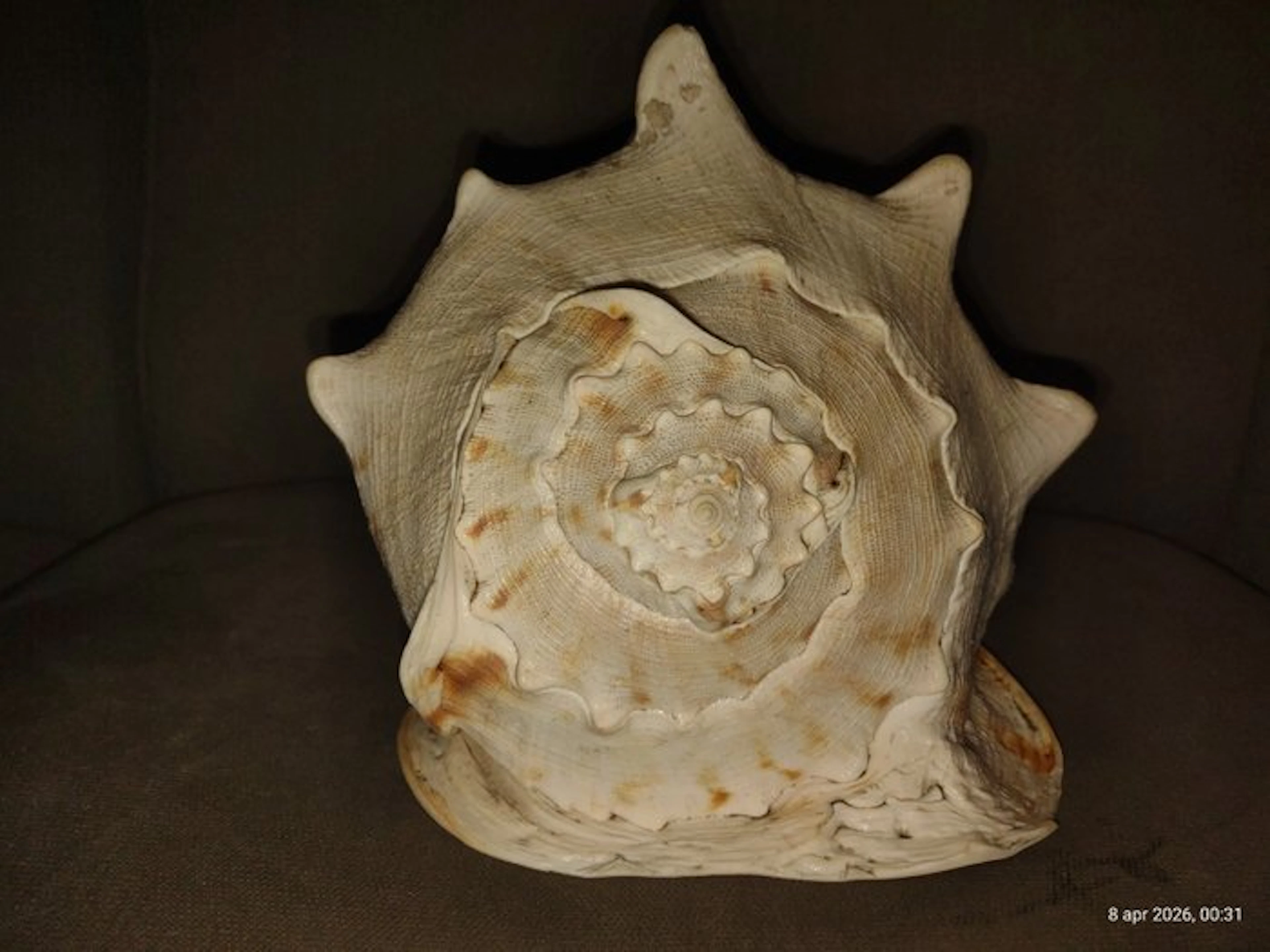 Conch Sea shell - Cassis Cornuta