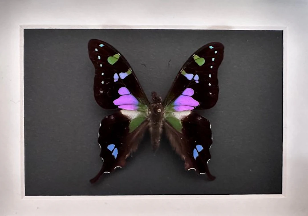 Butterfly Taxidermy full body mount - Graphium Weiskei de...