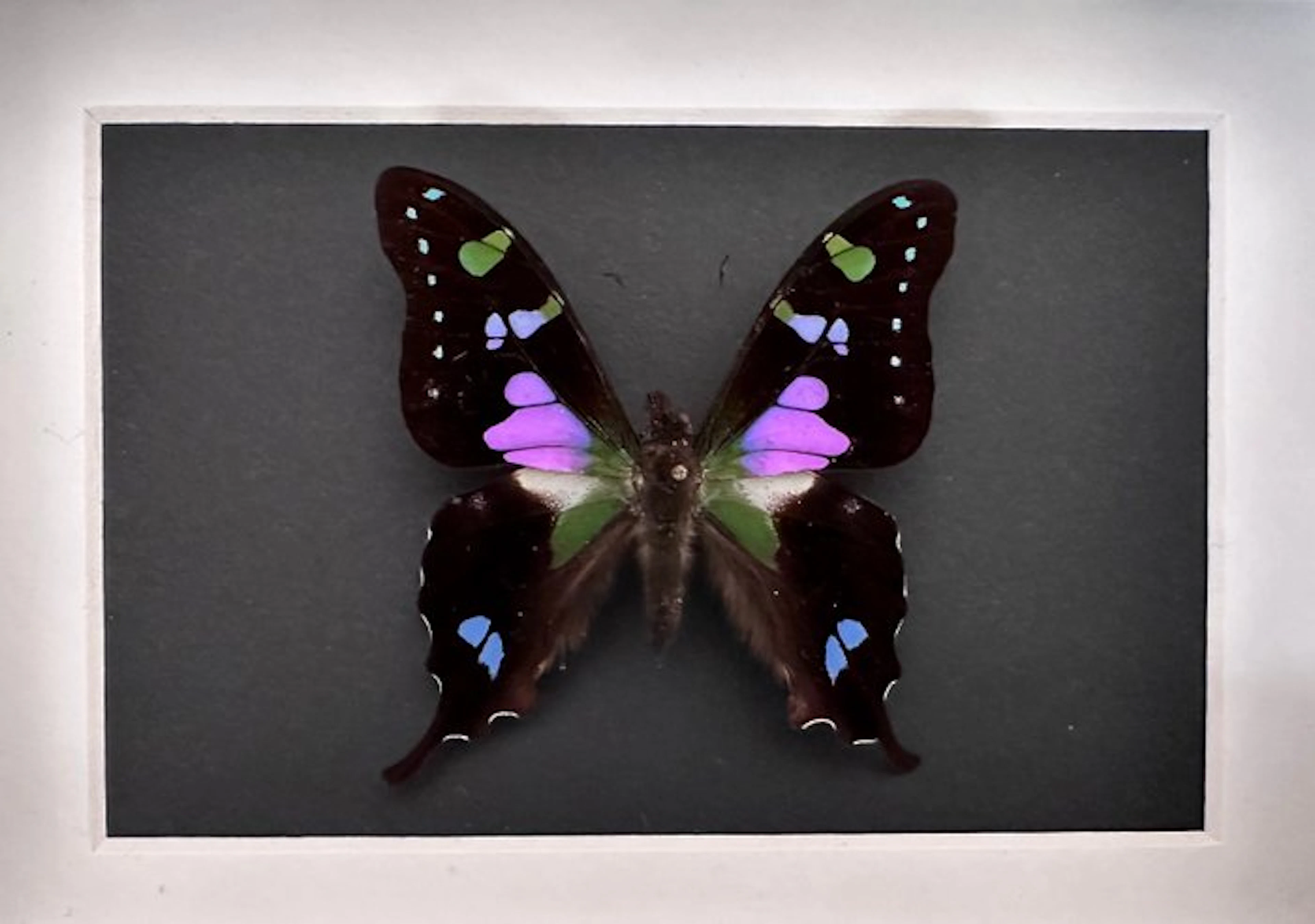 Butterfly Taxidermy full body mount - Graphium Weiskei de...