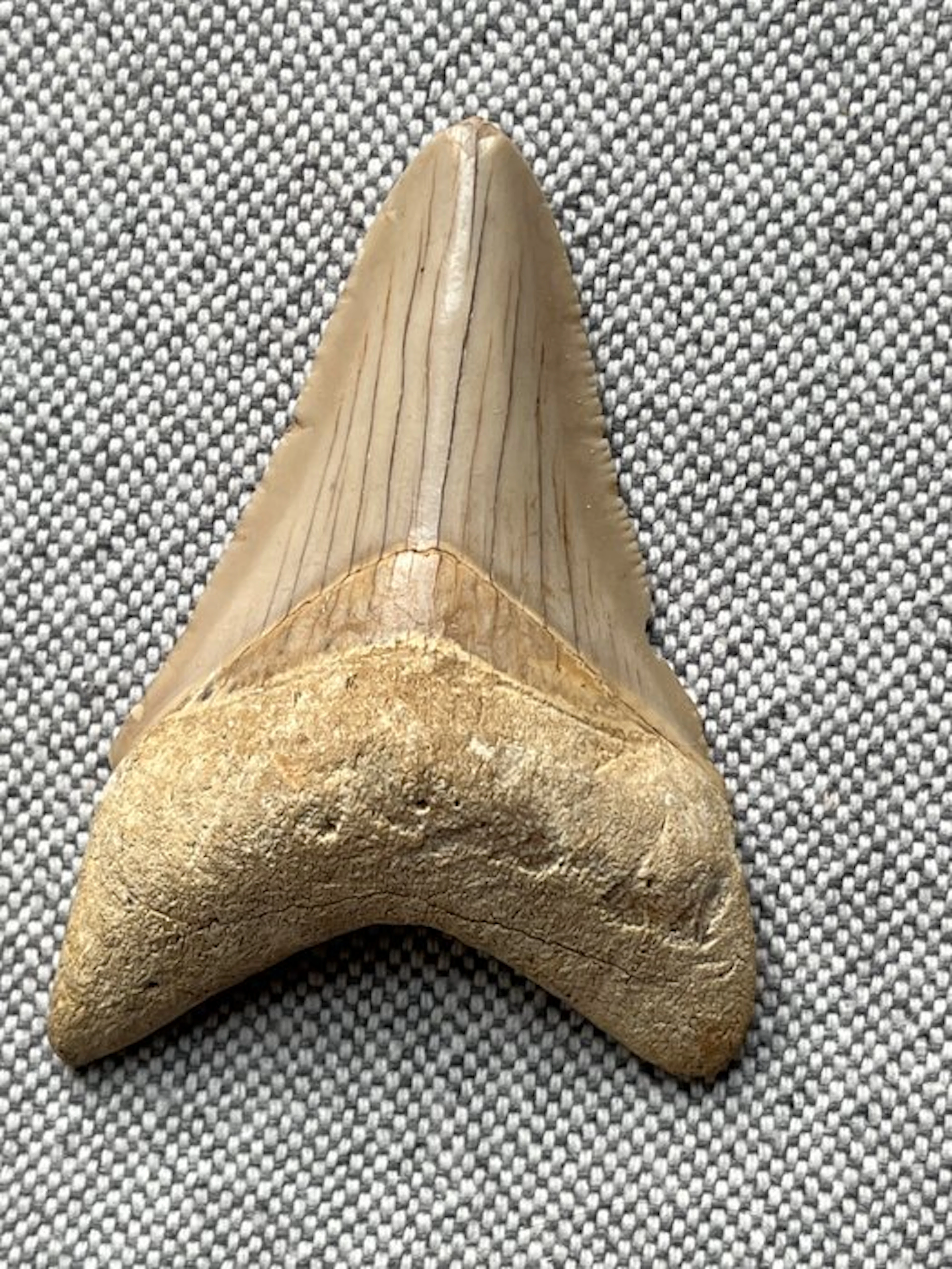 Megalodon tooth 6,2 cm - Fossil tooth - Carcharocles...