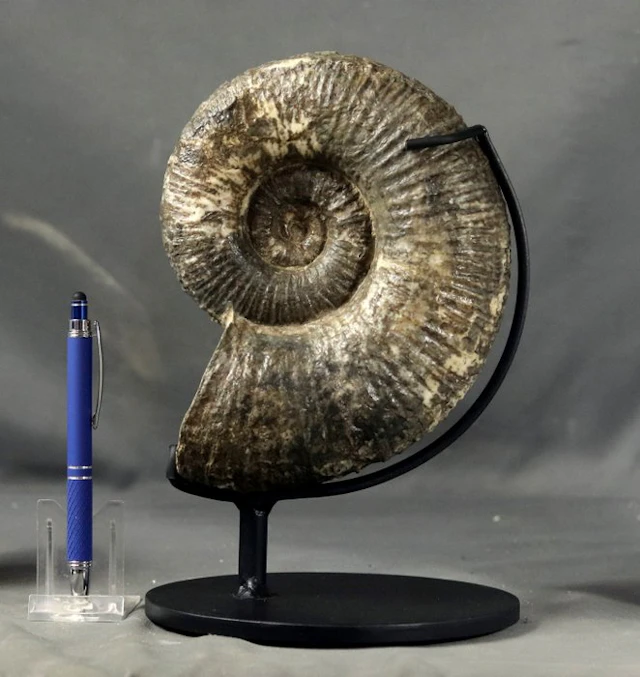 Fine Ammonite - On stand - Fossilised animal - Lytoceras salebrosum -