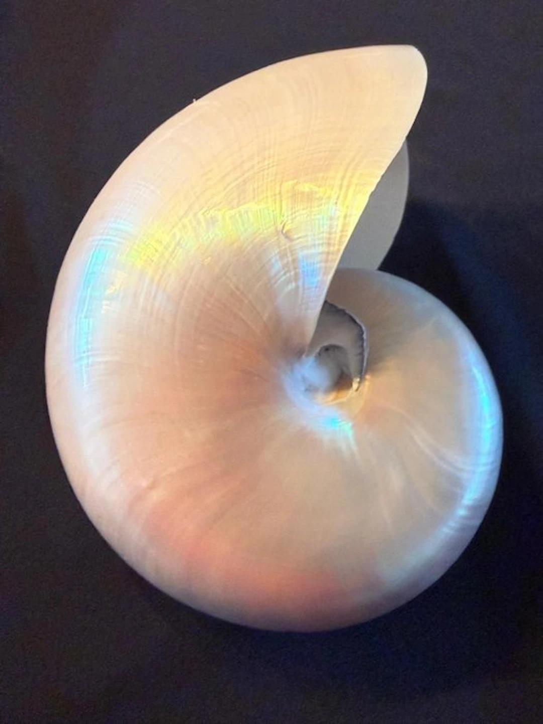 Sea Snail Sea shell - Nautilus Pompilius (No reserve price)