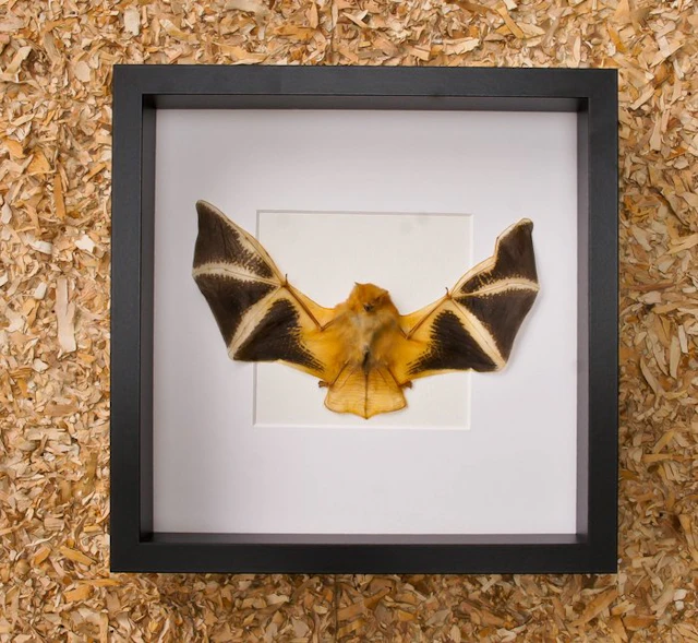 Painted Vesper Bat - framed Taxidermy full body mount...