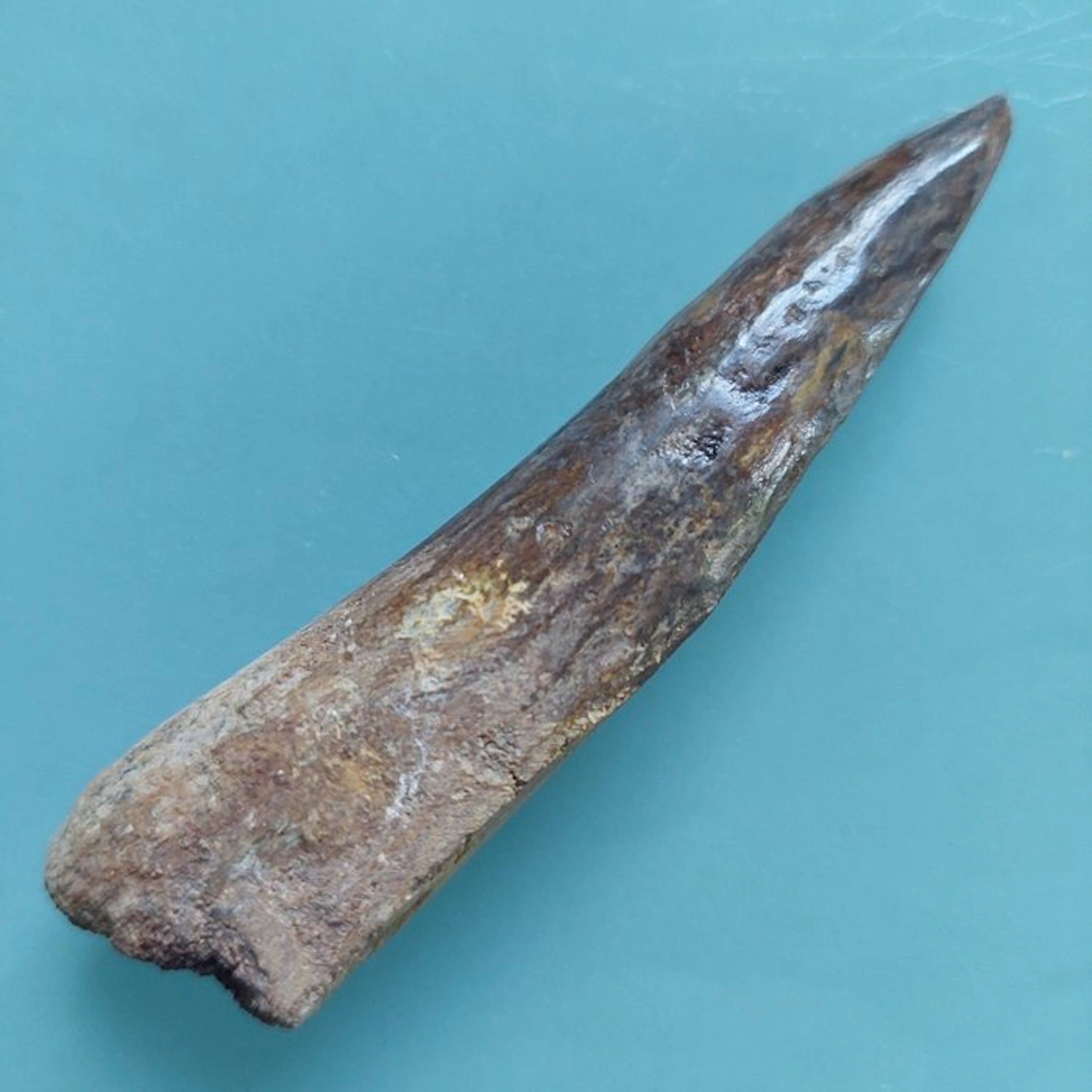 Spinosaur - Fossil tooth - 90 mm - 25 mm (No reserve price)