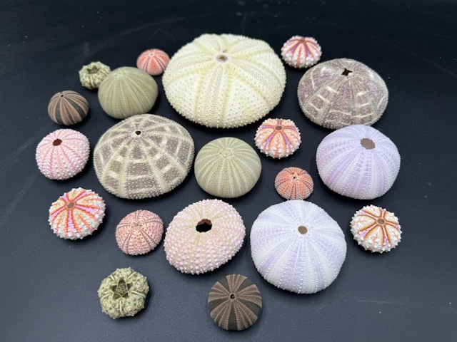Sea Urchin Sea shell - Echinodea sp