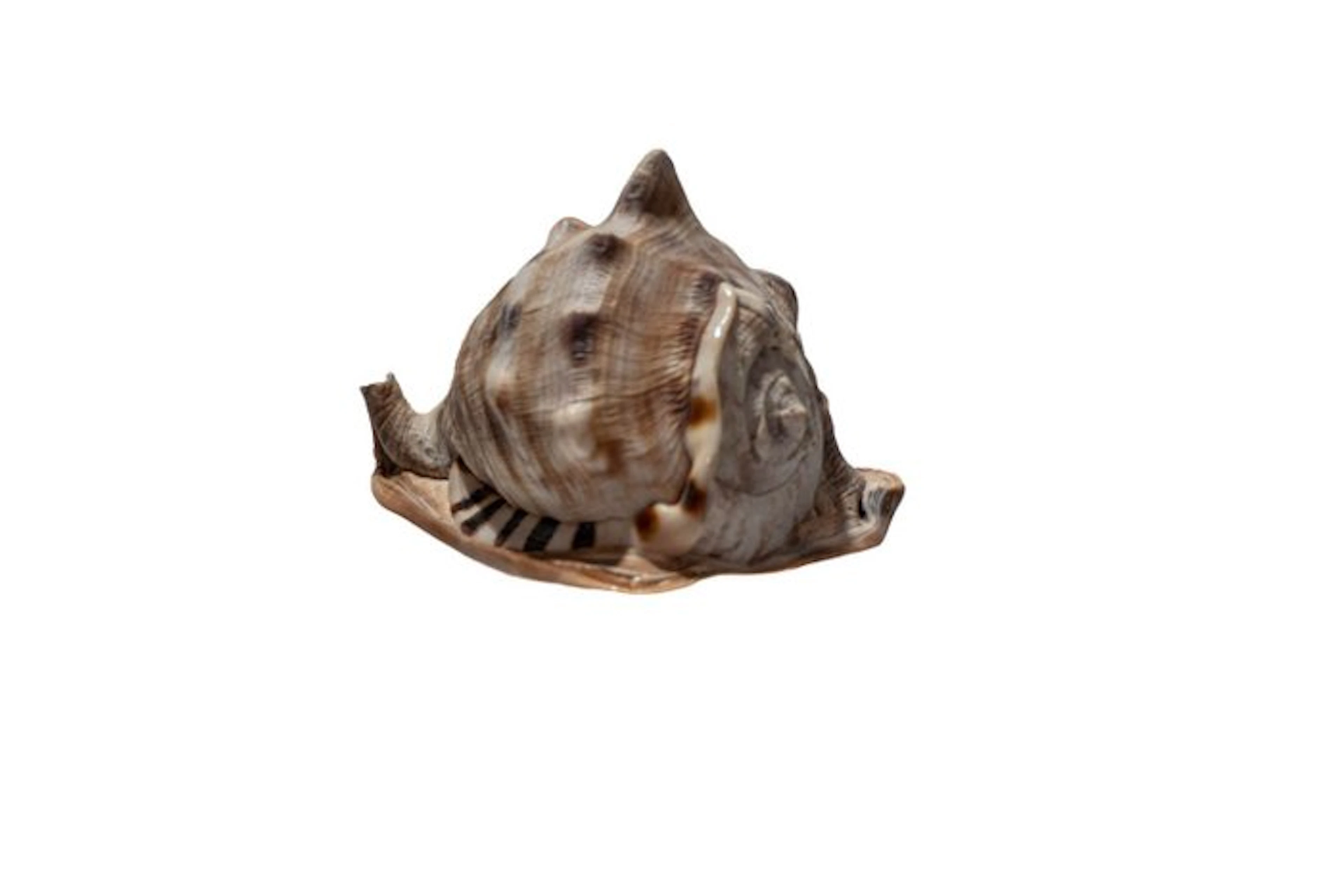 Royal helmet snail (Cassis tuberosa) | Magnificent...