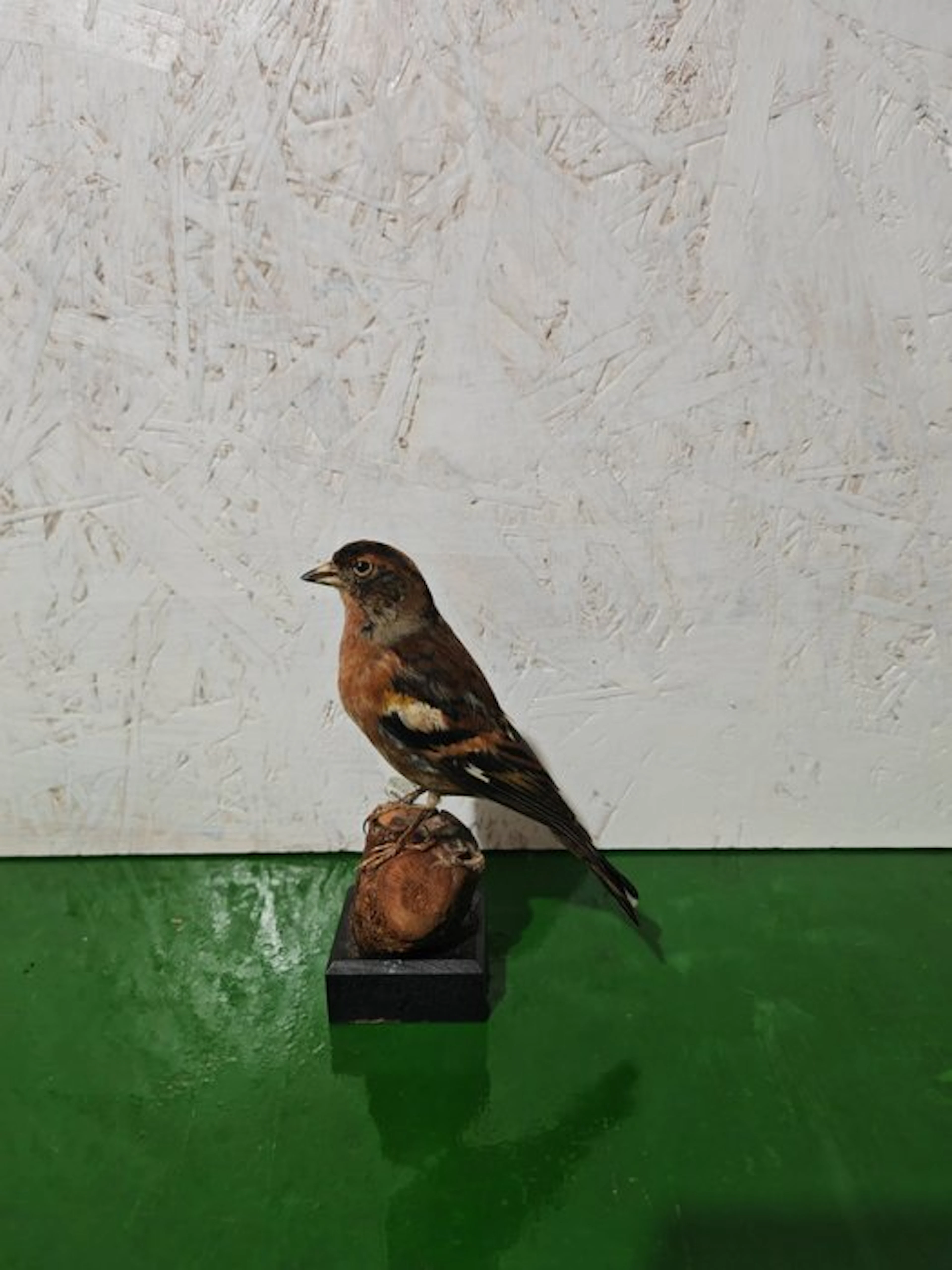 Hybrid peppola x finch Taxidermy full body mount...