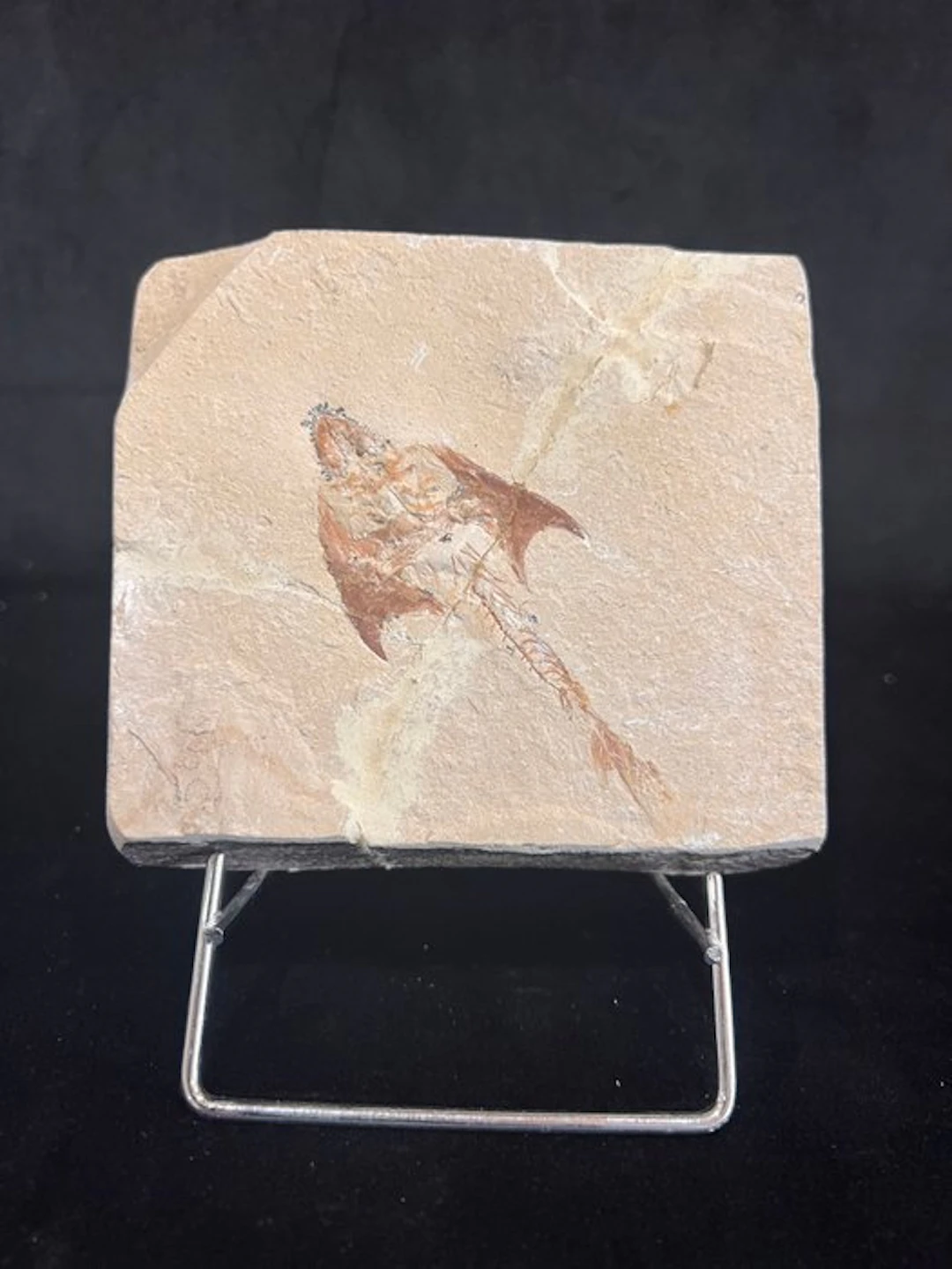 Fish - Fossil skeleton - Coccodus - 10 cm - 11.5 cm