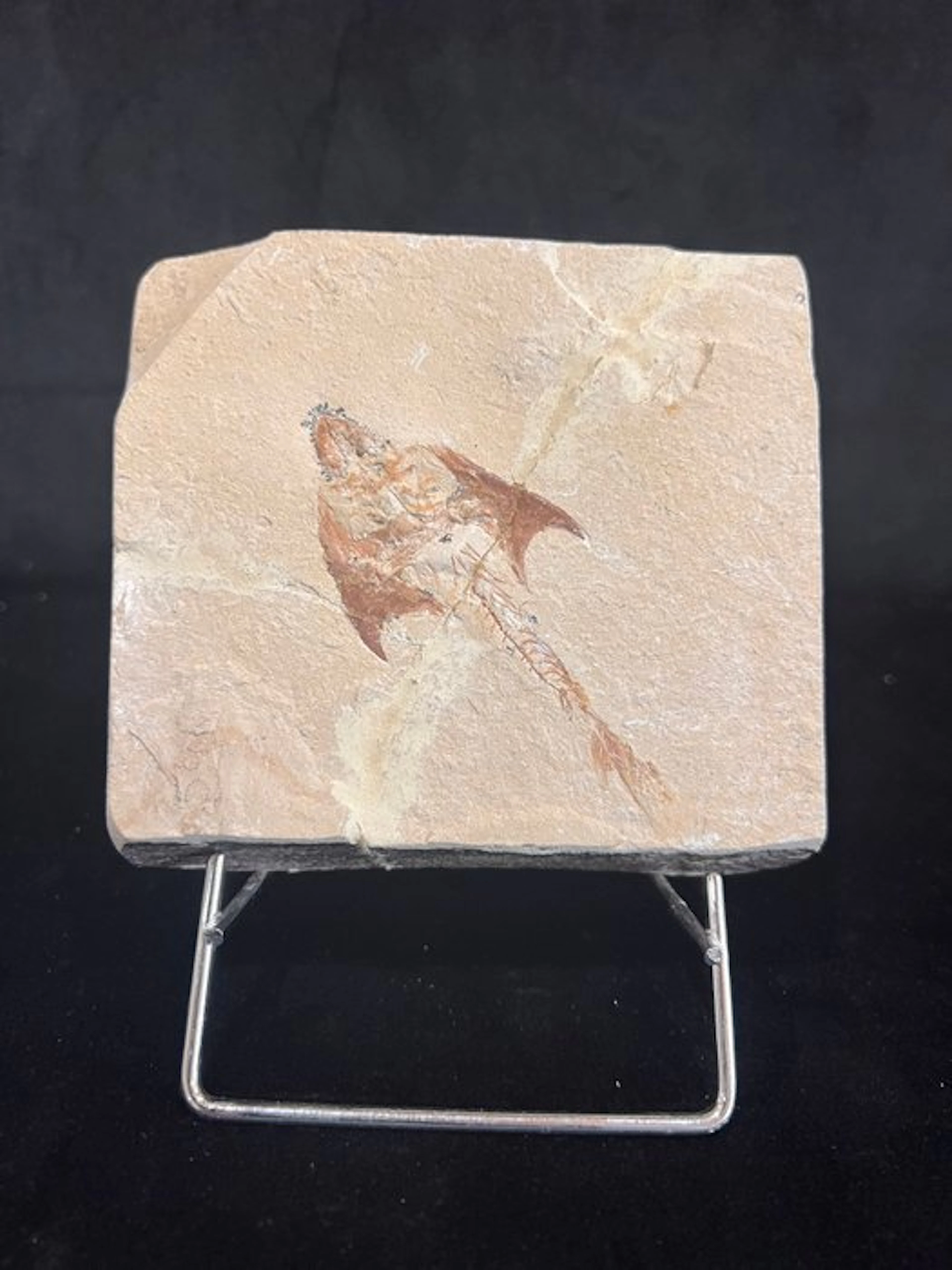 Fish - Fossil skeleton - Coccodus - 10 cm - 11.5 cm
