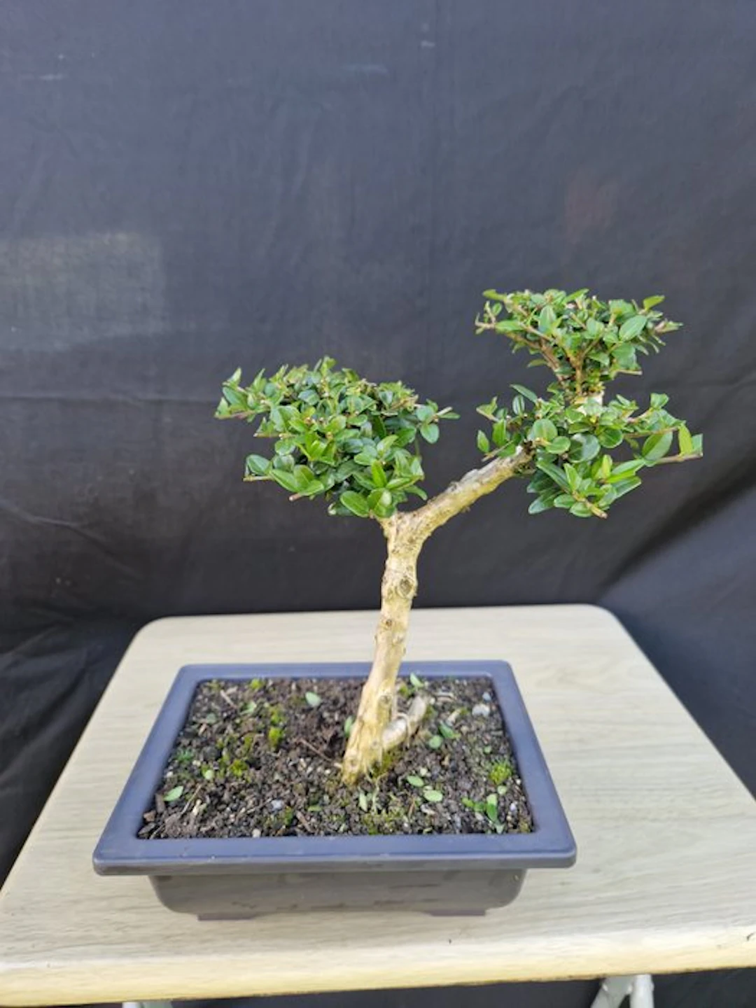 honeysuckle - Height (Tree): 25 cm - Depth (Tree): 21 cm - France