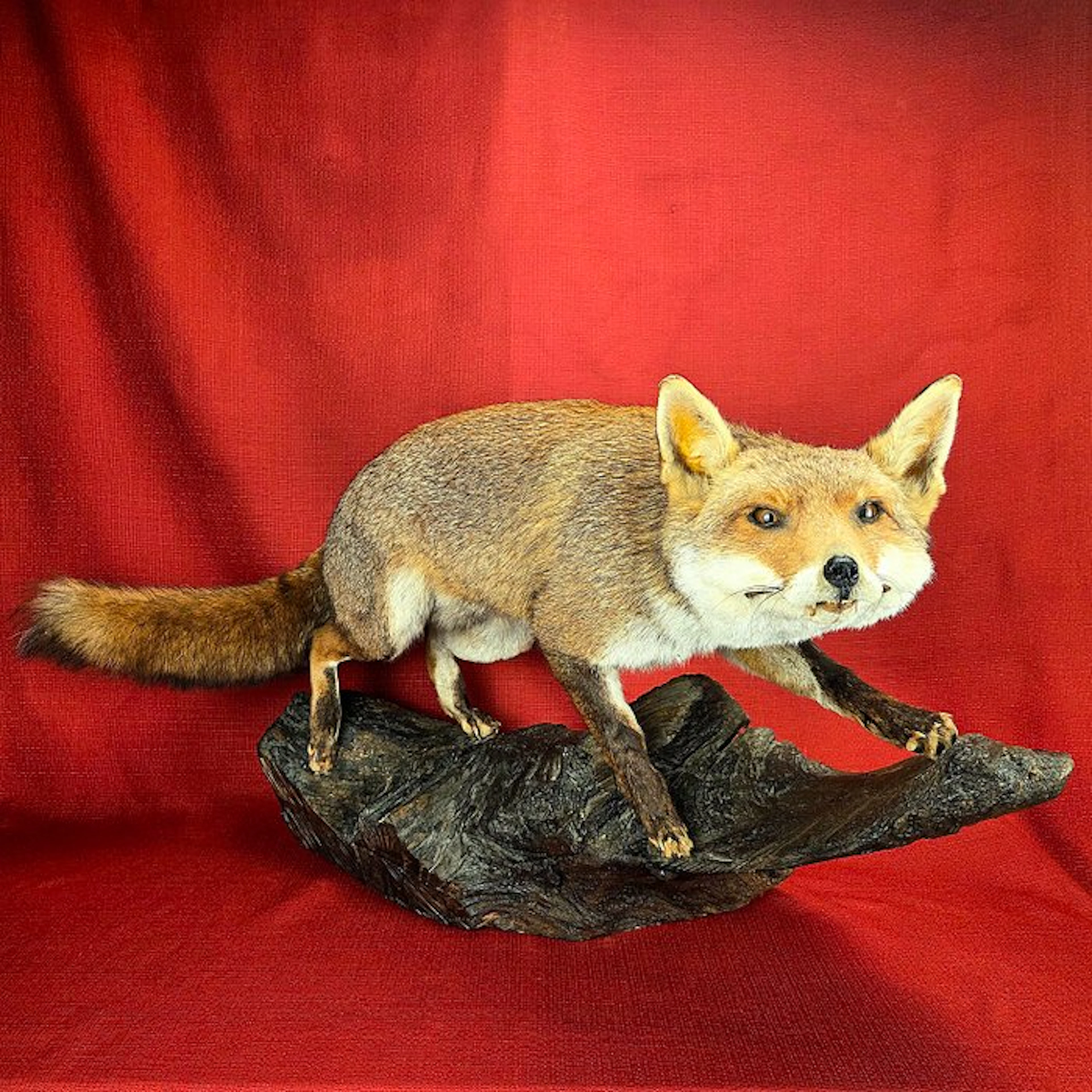 Hunting trophy