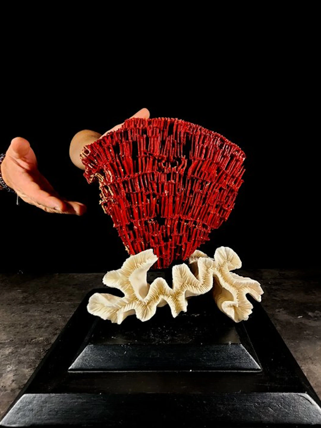 a fascinating pair of rare corals Taxidermy full body...