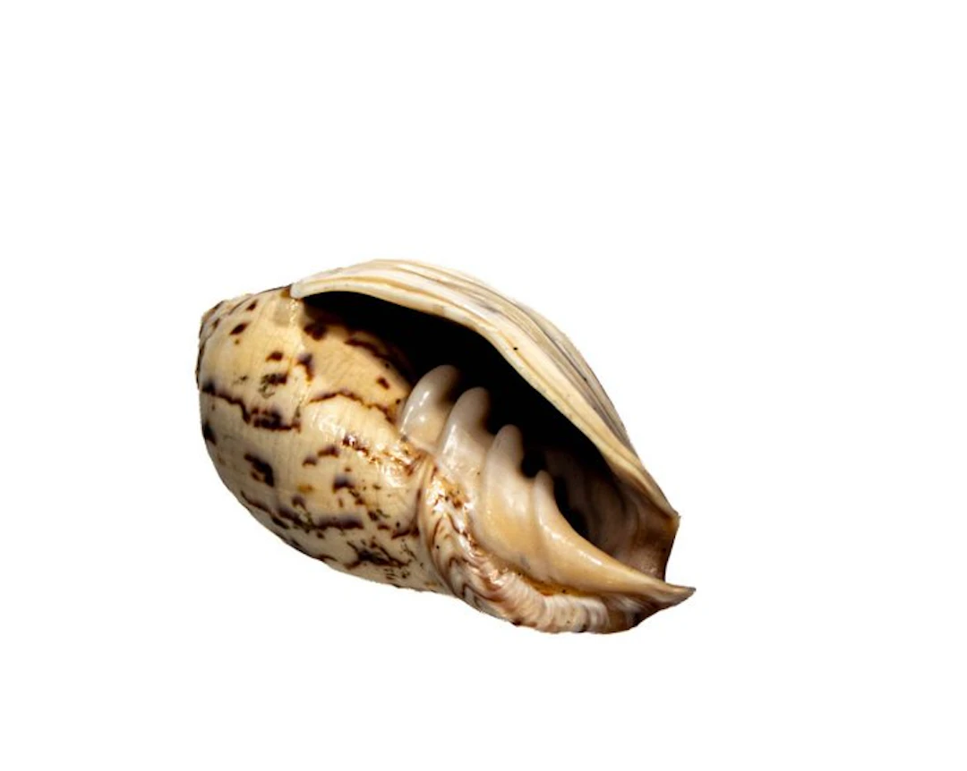 Cymbiola flavicans (77 mm