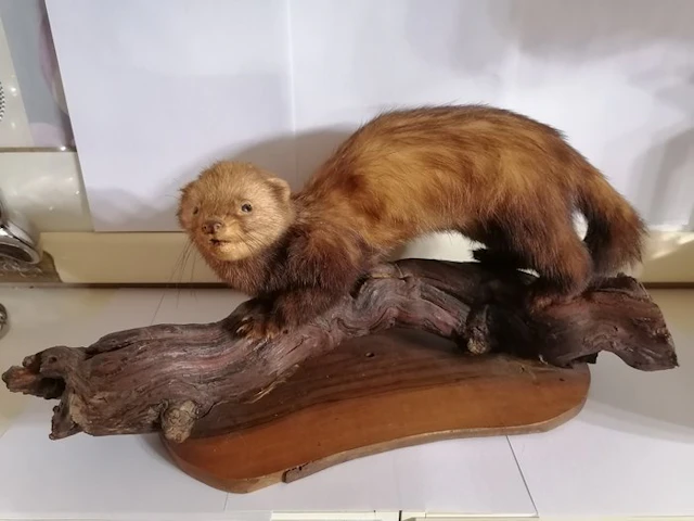 torment Taxidermy full body mount - Mustelidae - 20 cm - 45 cm - 20 cm