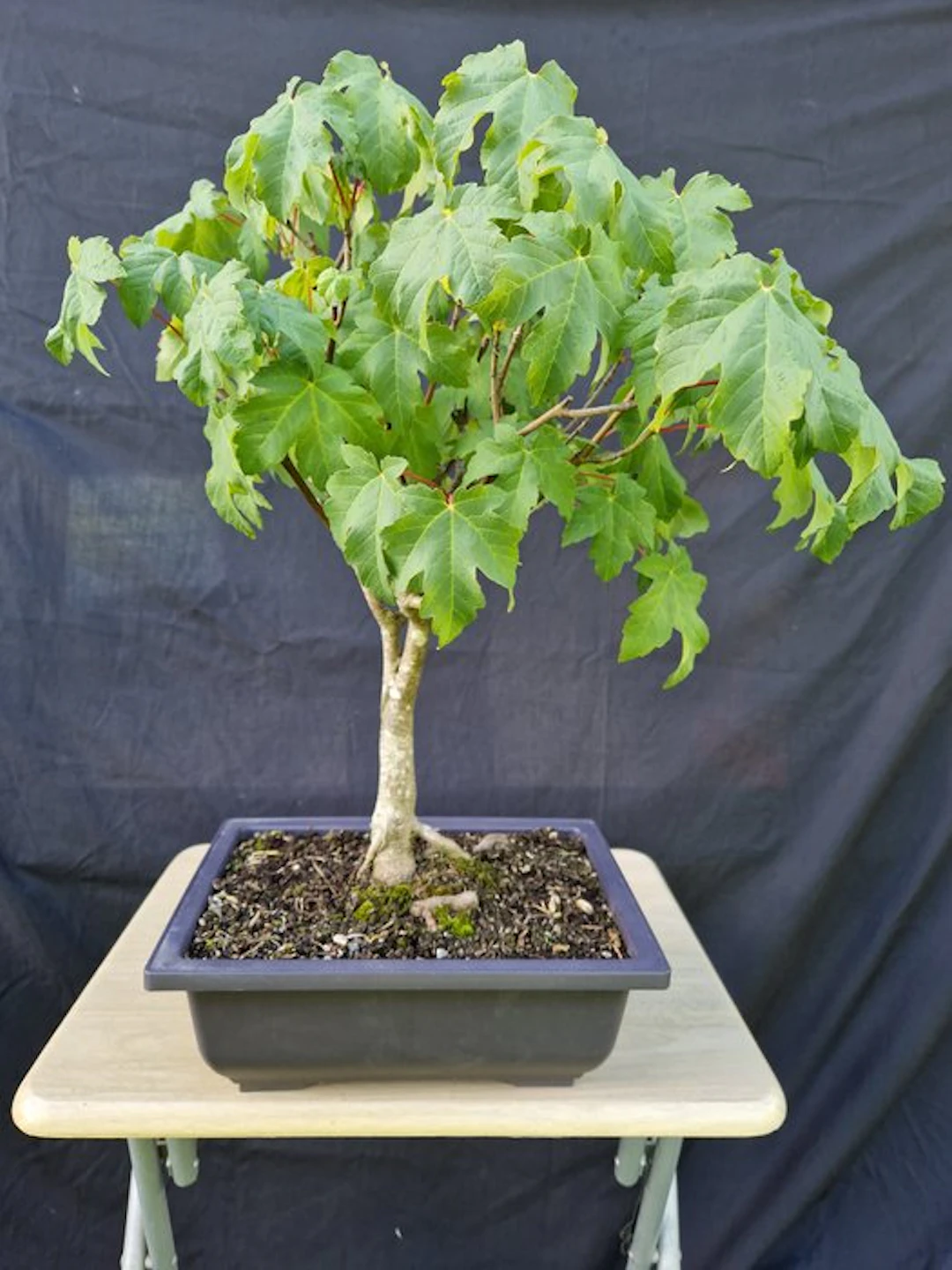 Sycamore maple - Height (Tree): 47 cm - Depth (Tree): 45 cm - France