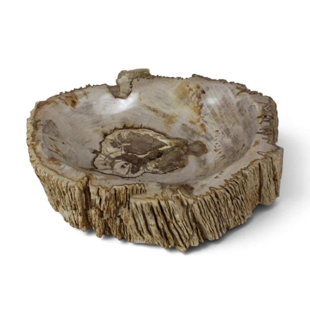 Petrified wood bowl - Fossilised wood - Dipterocarpus...