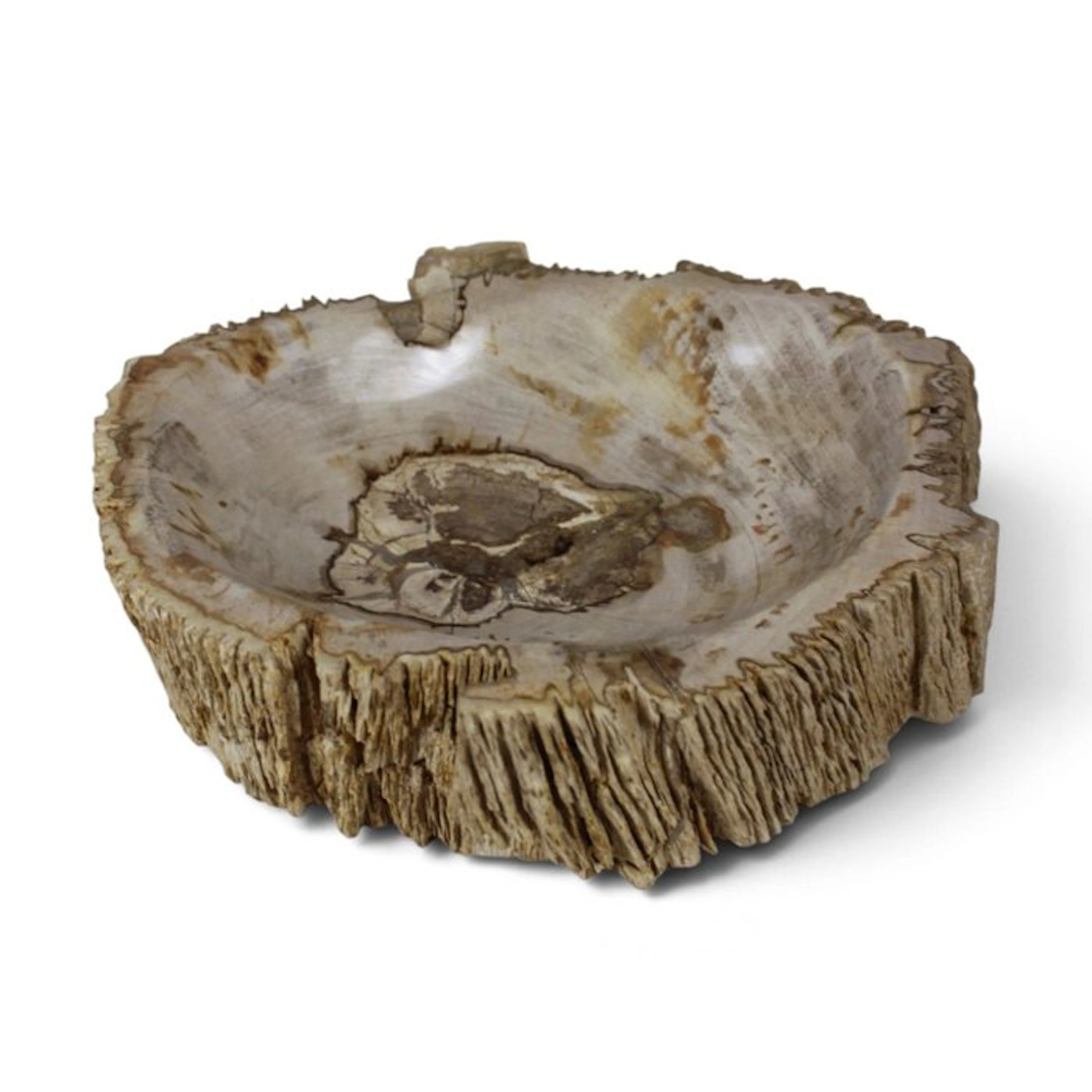 Petrified wood bowl - Fossilised wood - Dipterocarpus...