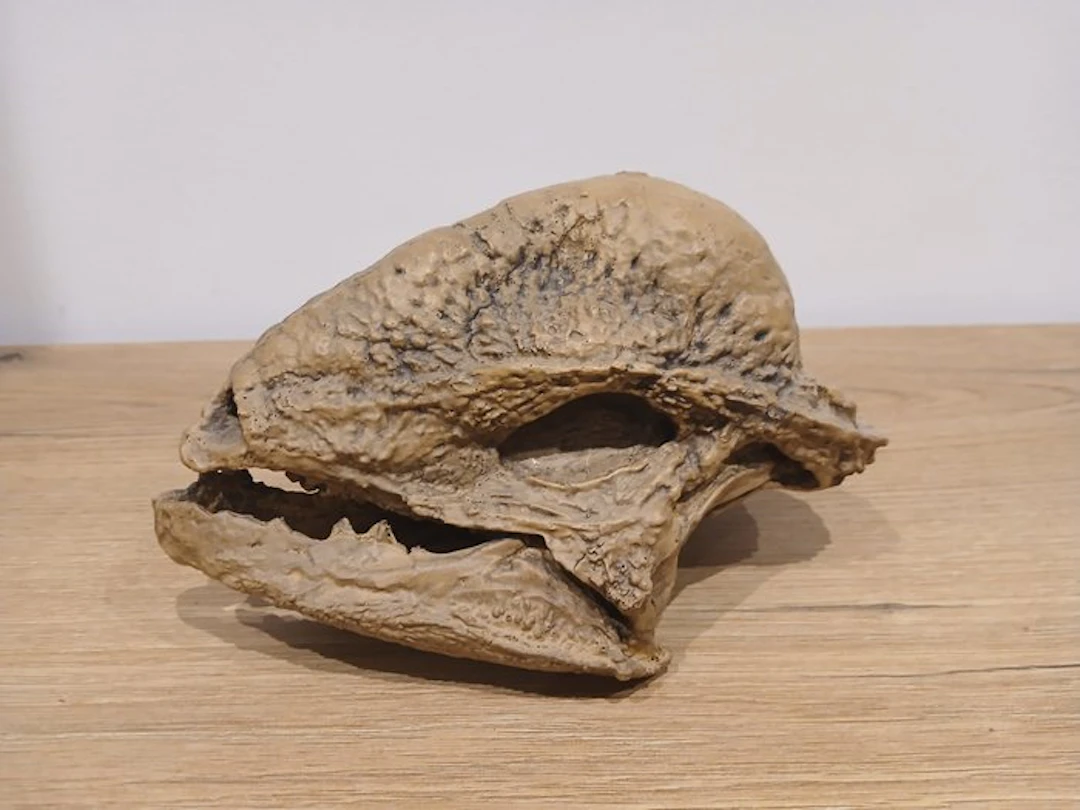 Replica of a Pachycephalosaur skull