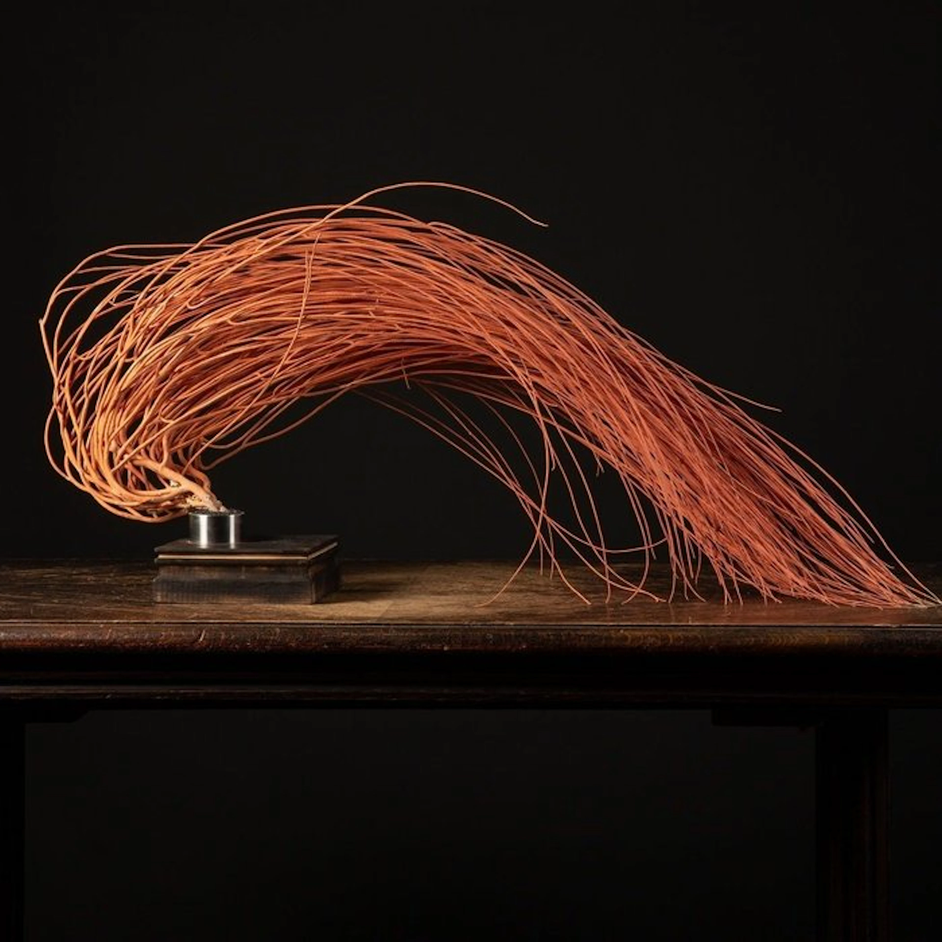 Incredible Form - Red Gorgonian