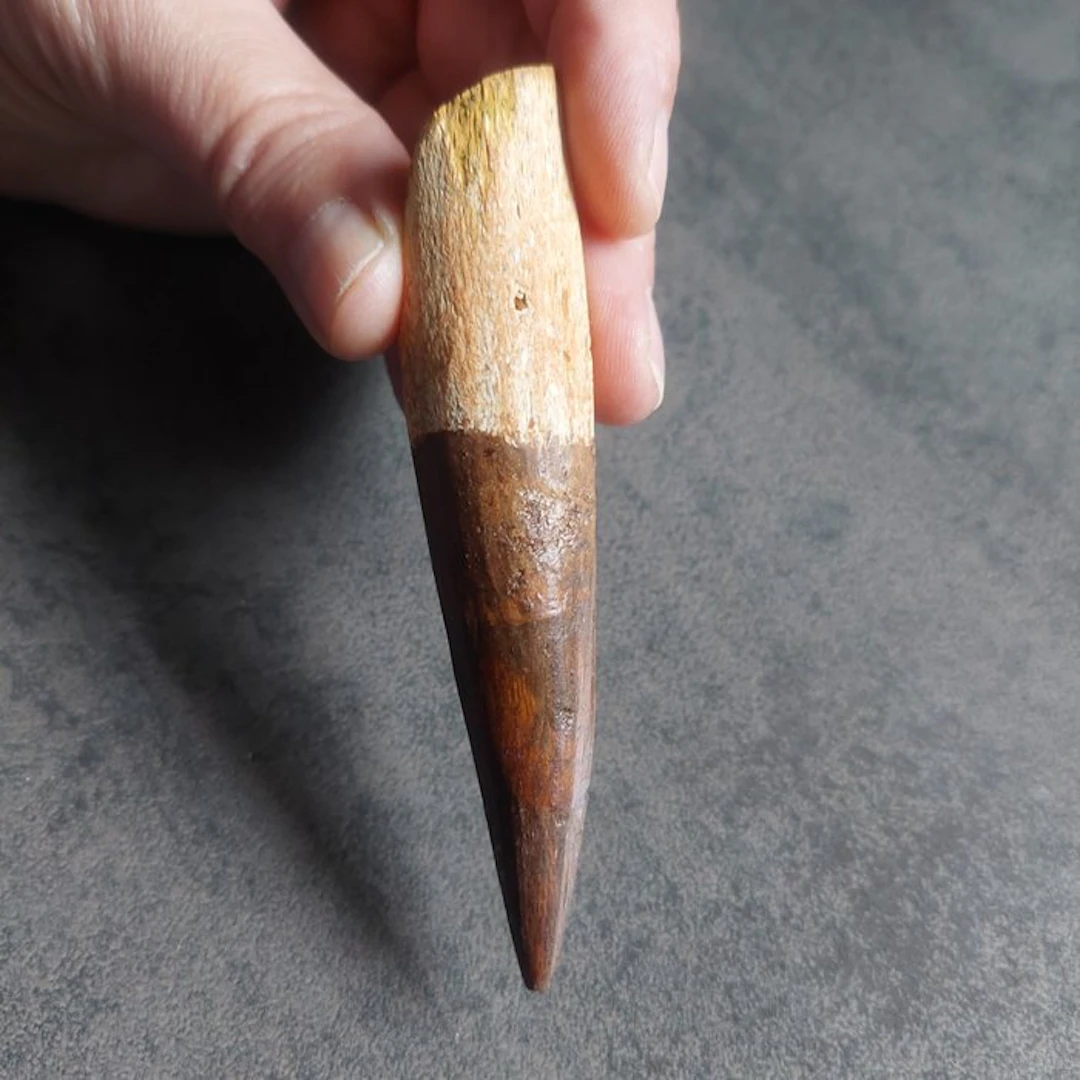 Spinosaur - Fossil tooth - Spinosaurus aegyptiacus - 95 mm - 18 mm