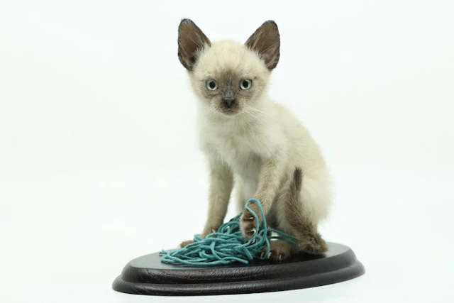 Cat Taxidermy full body mount - Felis catus - 25 cm - 12 cm - 25 cm - 1