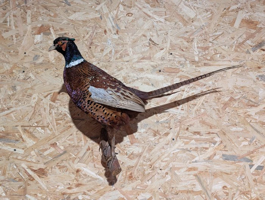 Pheasant Taxidermy full body mount - Phasianus colchicus...