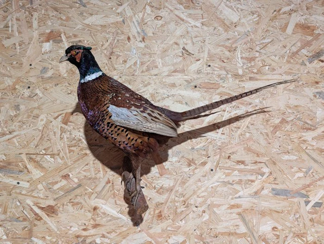 Pheasant Taxidermy full body mount - Phasianus colchicus...