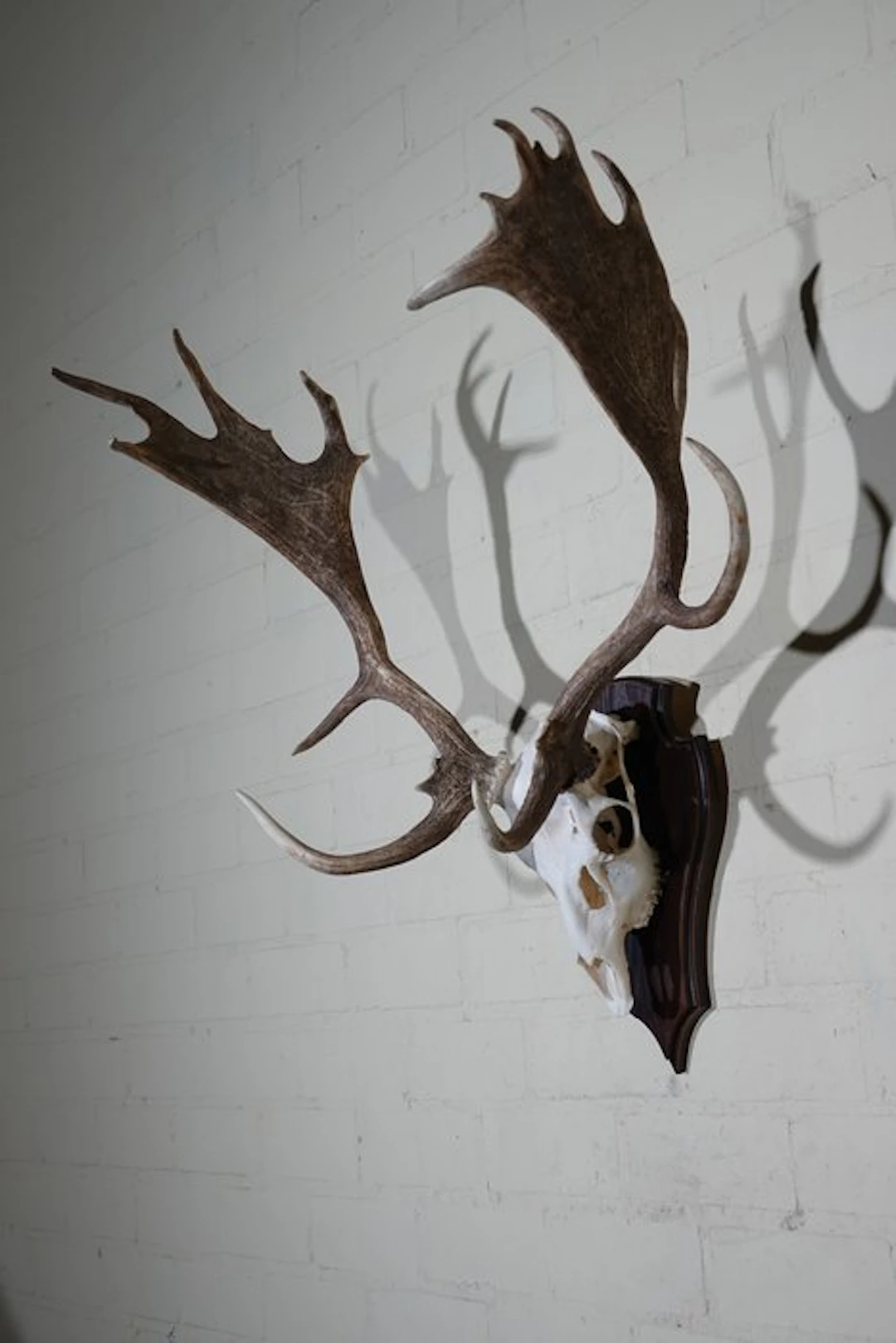 Fallow Buck Trophy Skull - Dama dama - 35 cm - 80 cm - 70 cm- non-CITES species