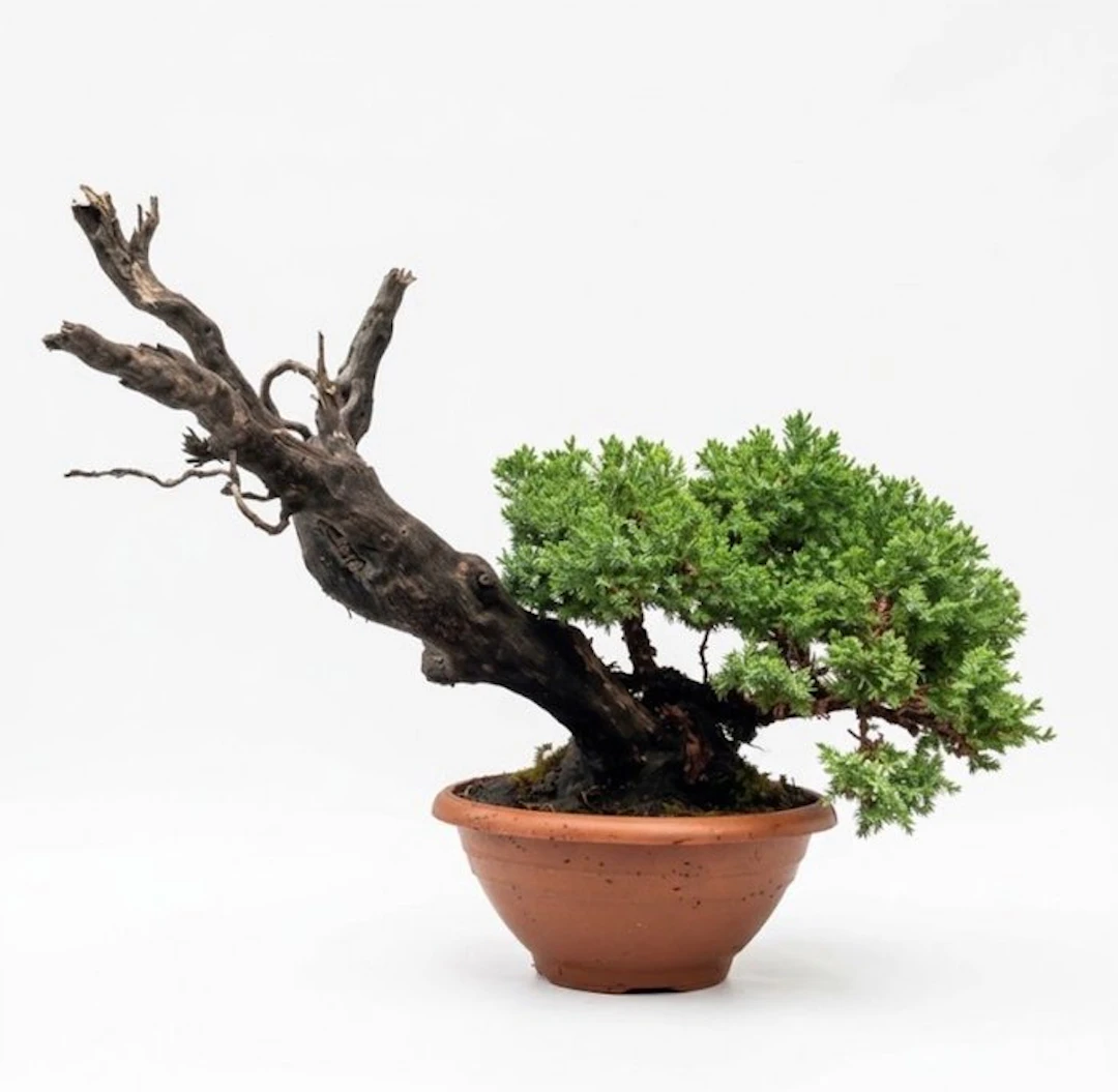 Juniper bonsai (Juniperus) - Height (Tree): 36 cm - Depth (Tree): 50 cm - Japan