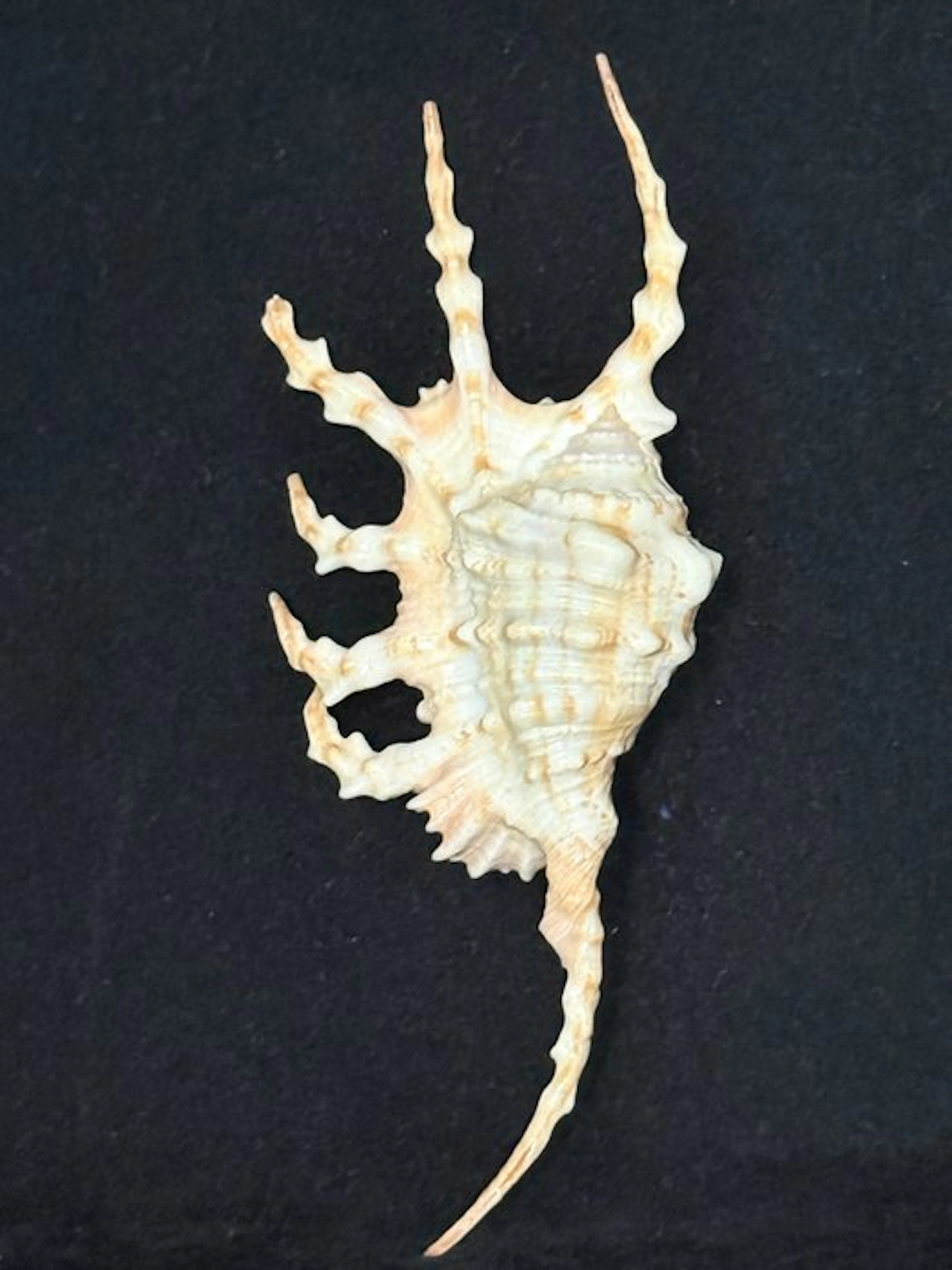 Sea Snail Sea shell - S-615 LAMBIS SCORPIUS (No reserve price)