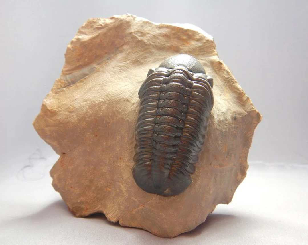 Trilobite - Fossilised animal - Reedops & another fossilegde - 7.5 cm
