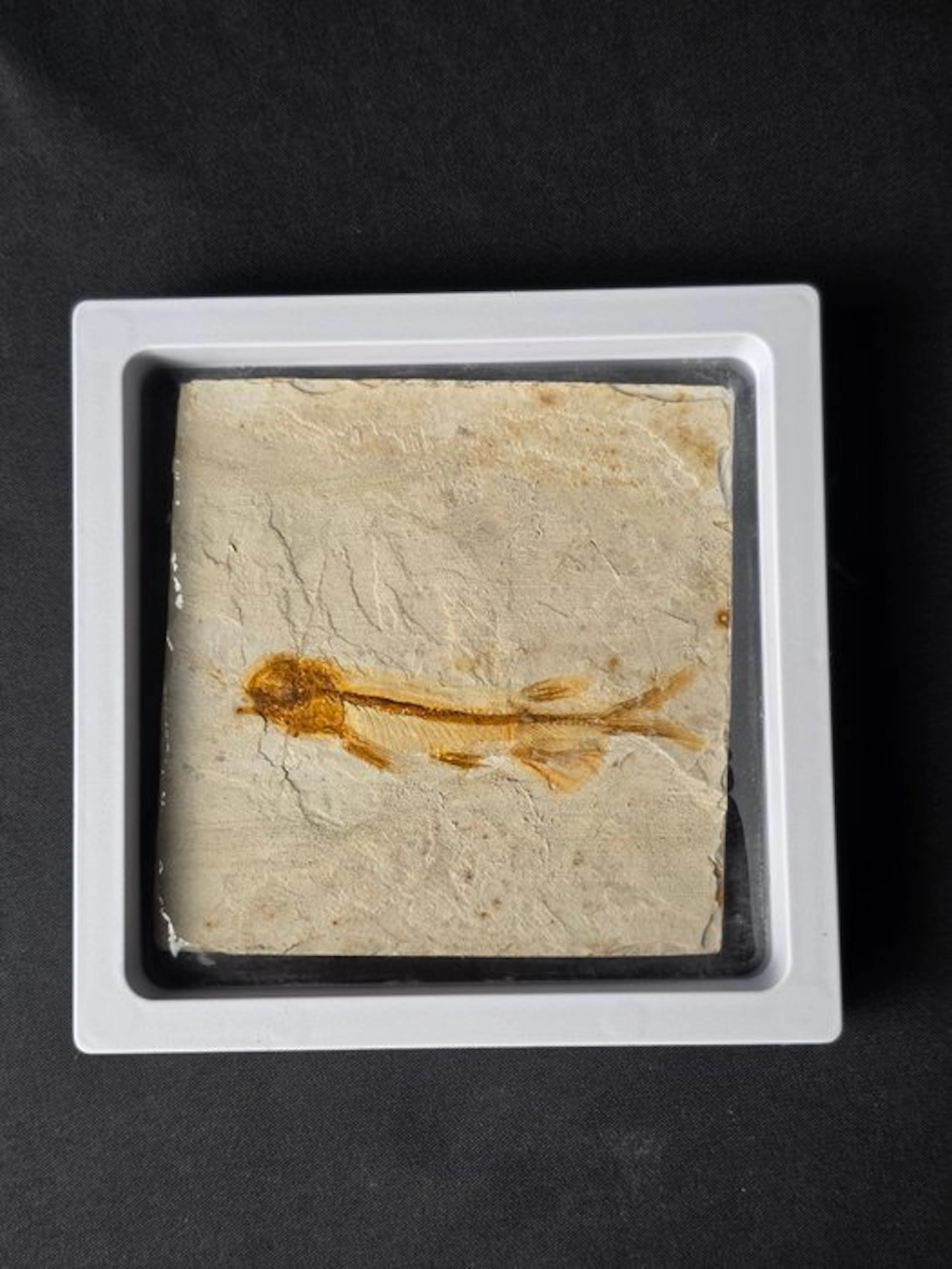 Fish - Fossilised animal - Lycoptera - 11 cm (No reserve price)