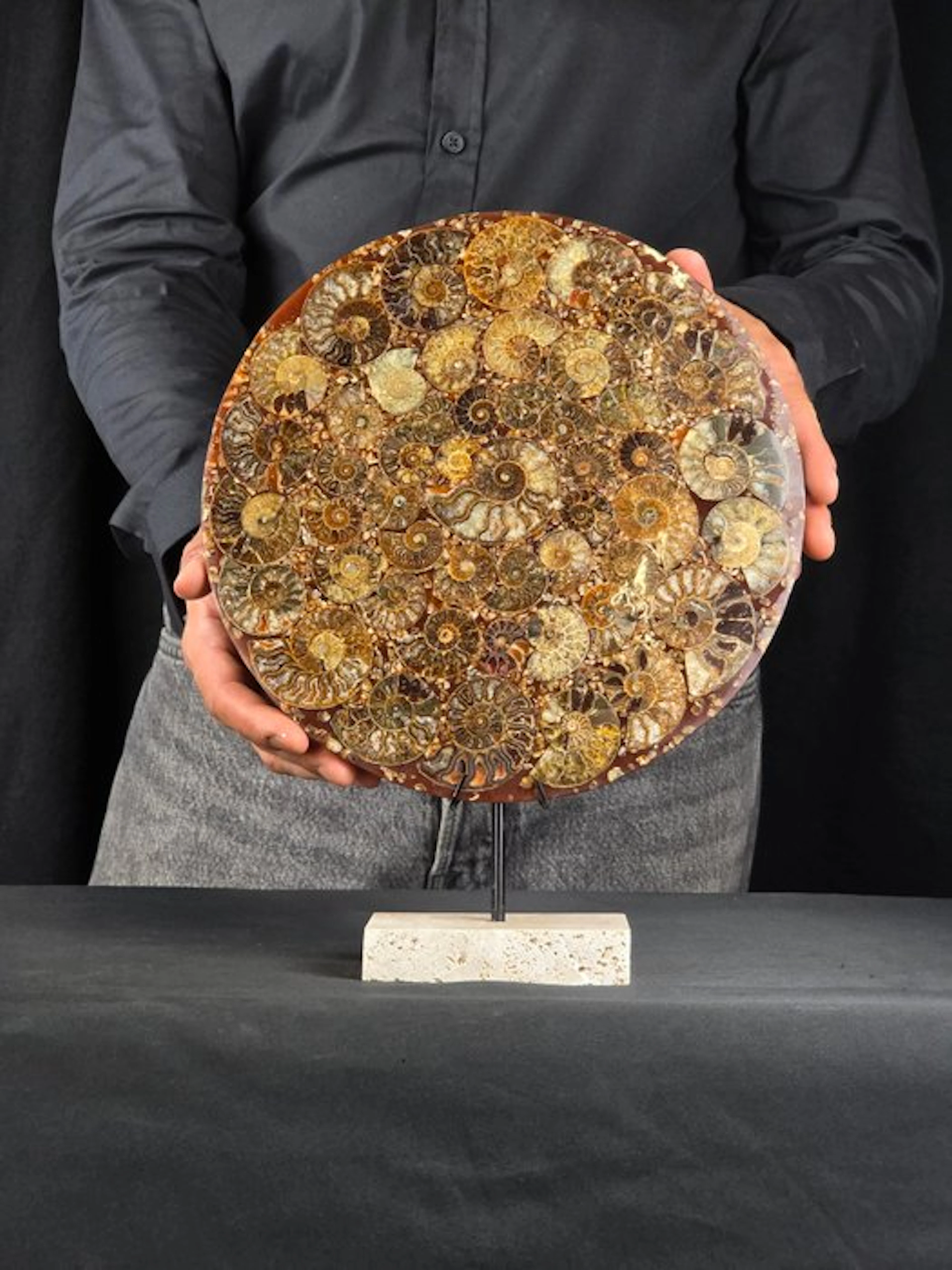 Ammonite - Fossilised animal - Aioloceras (Cleoniceras) sp