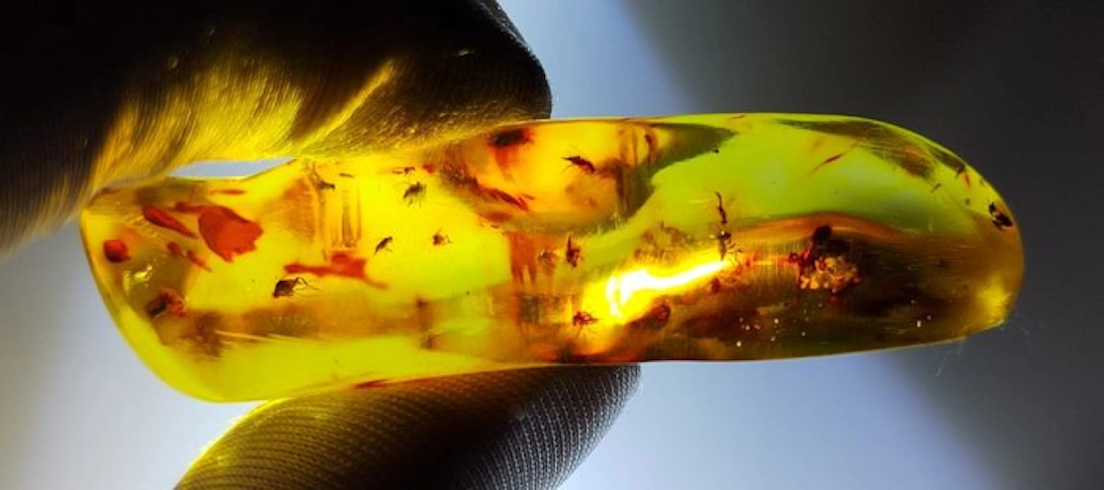 FOSSlL-AMAZING!! Dominican amber- 16.8 g