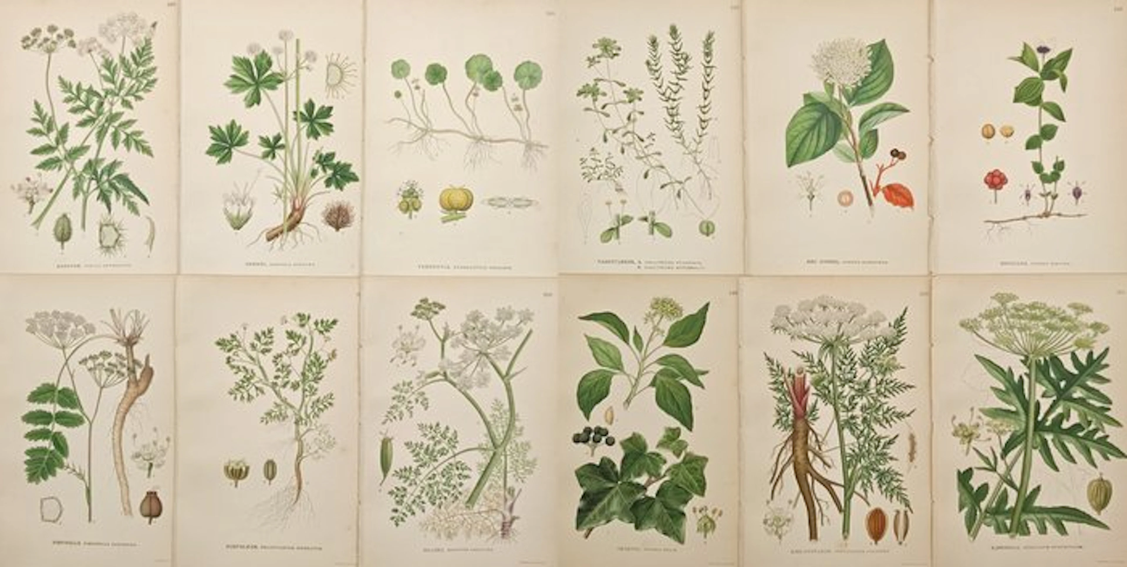 Carl Axel Magnus Lindman (1856–1928) - Set of 12: Botanical Studies of Marsh