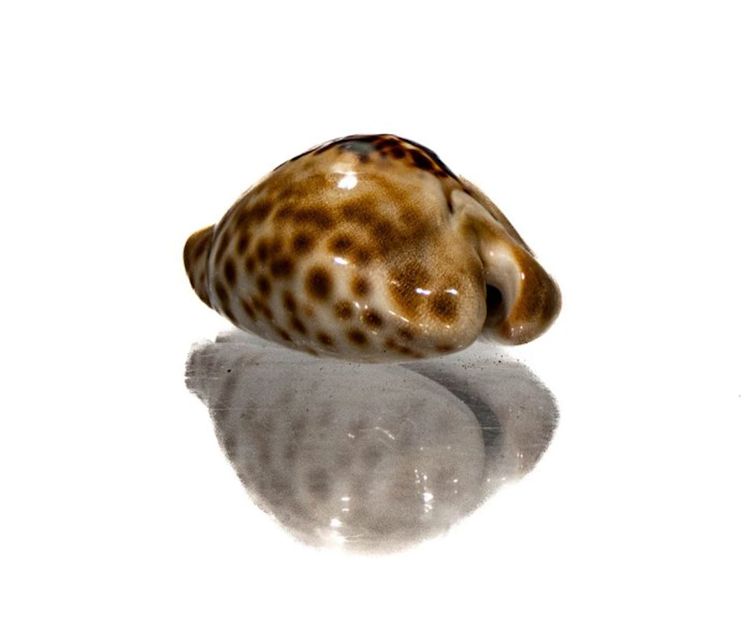 Barycypraea teulerei (49mm) - GIANT SIZE - Exceptional...
