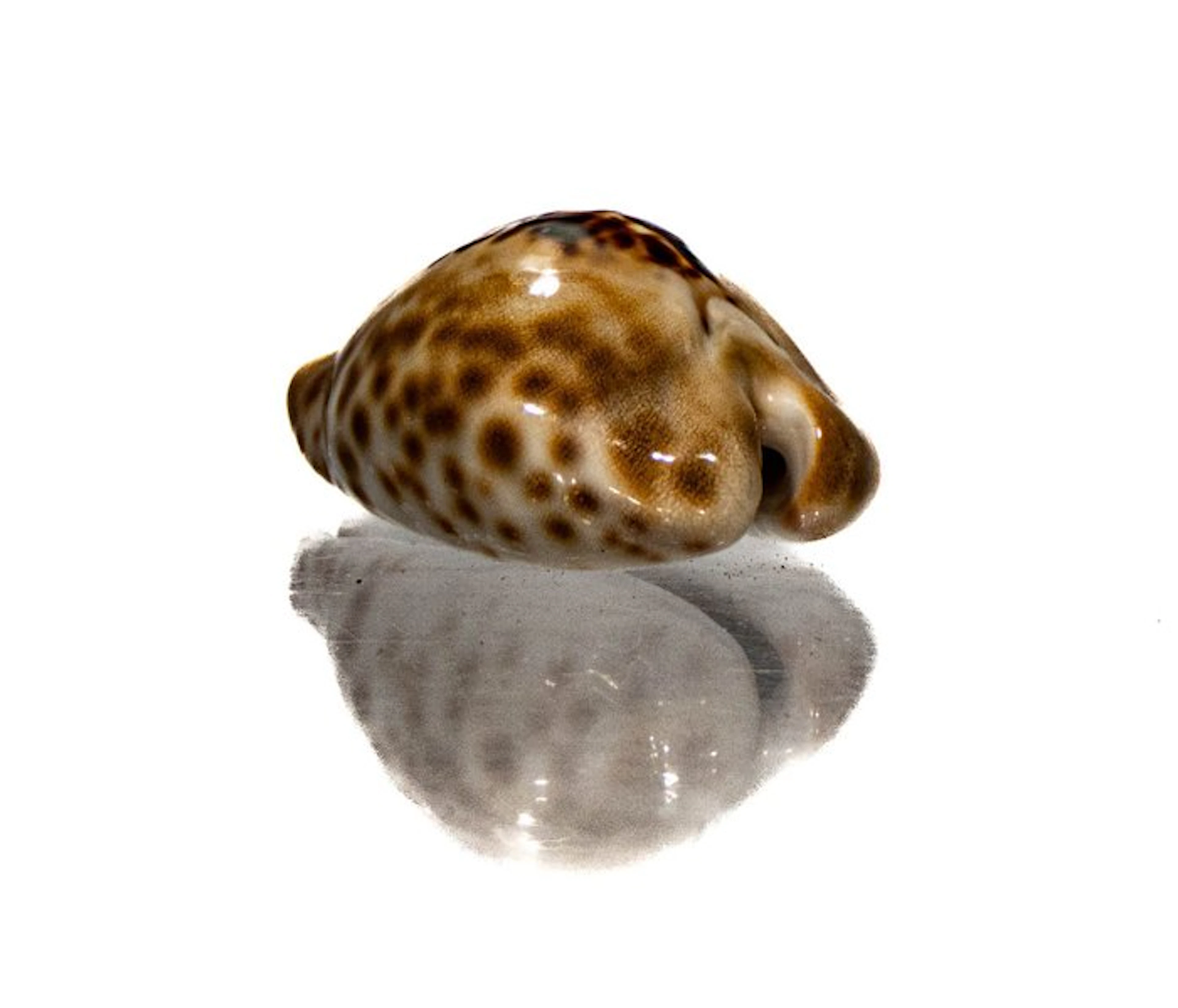 Barycypraea teulerei (49mm) - GIANT SIZE - Exceptional...