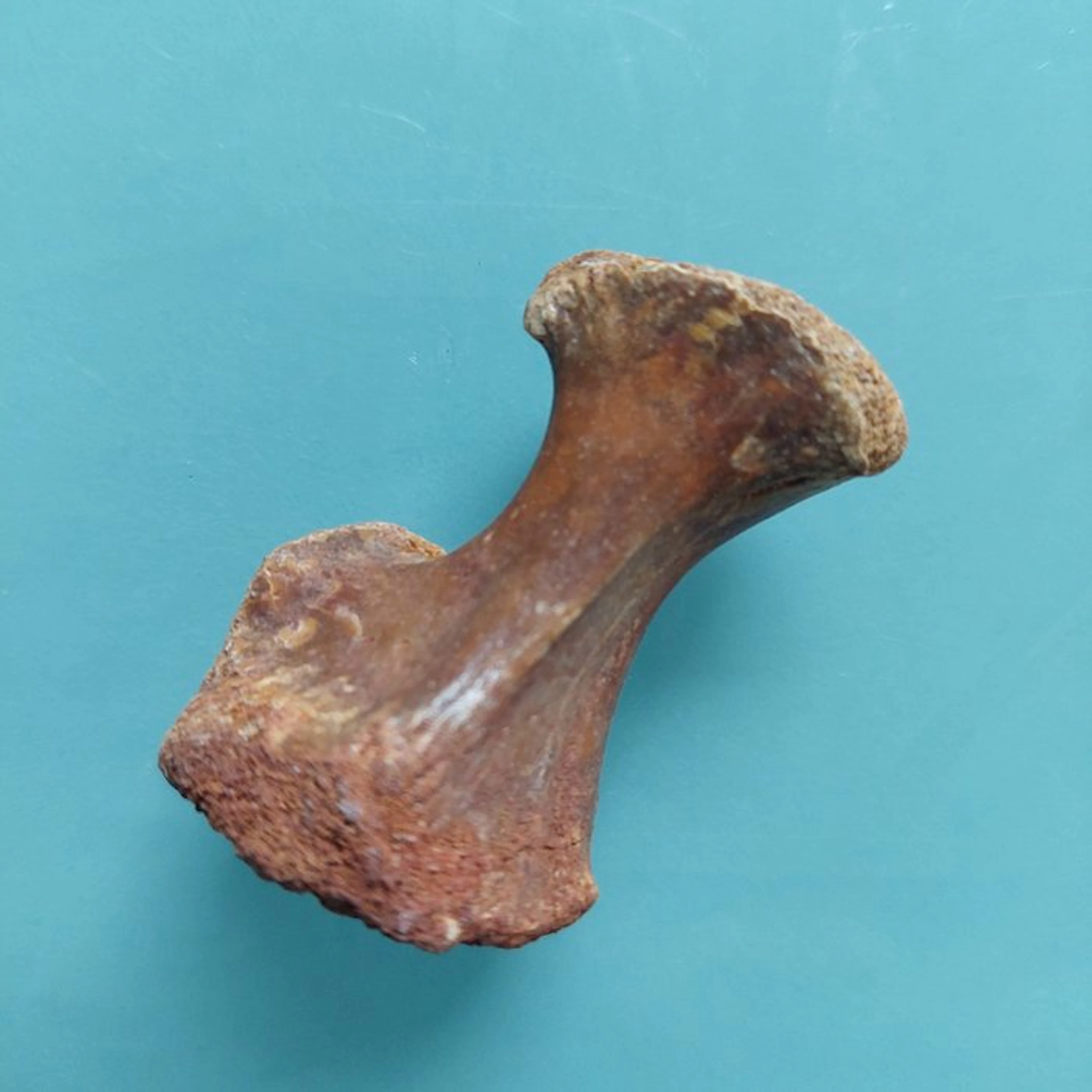 Dinosaur - Fossil vertebra bone - 45 mm - 35 mm