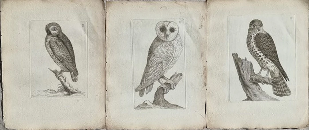 Johann Andreas Naumann (1744 – 1826) - Johann Andreas e...